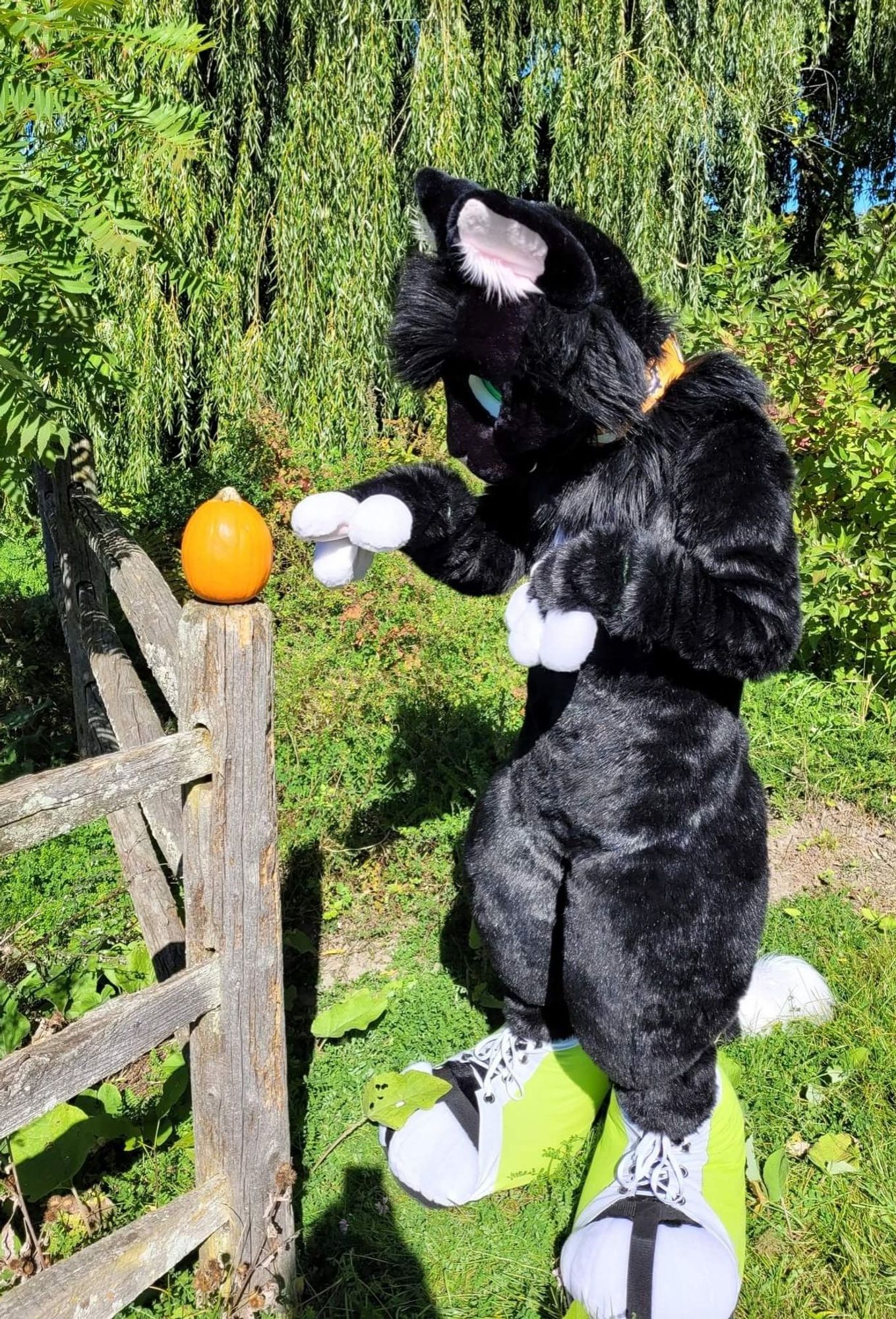 Big black cat fursuitwr tentatively about to touch a tiny pumpkin