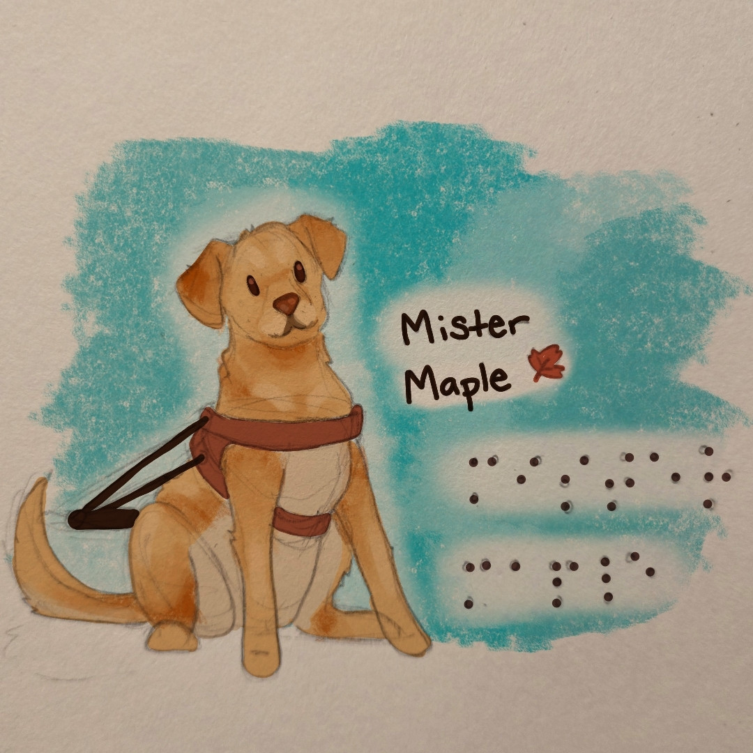 An illustration of a labrador retriever named Mister Maple. He has honey colored fur with darker ears and a lighter belly. He has a nose and eyes the color of maple syrup. He is sitting up and smiling at the viewer, wearing a brown leather guide dog harness. His name is written to the right in both English with a little maple leaf doodle and translated into my best attempt at drawing braile. There is a loose teal background to add contrast and make him easier to see.