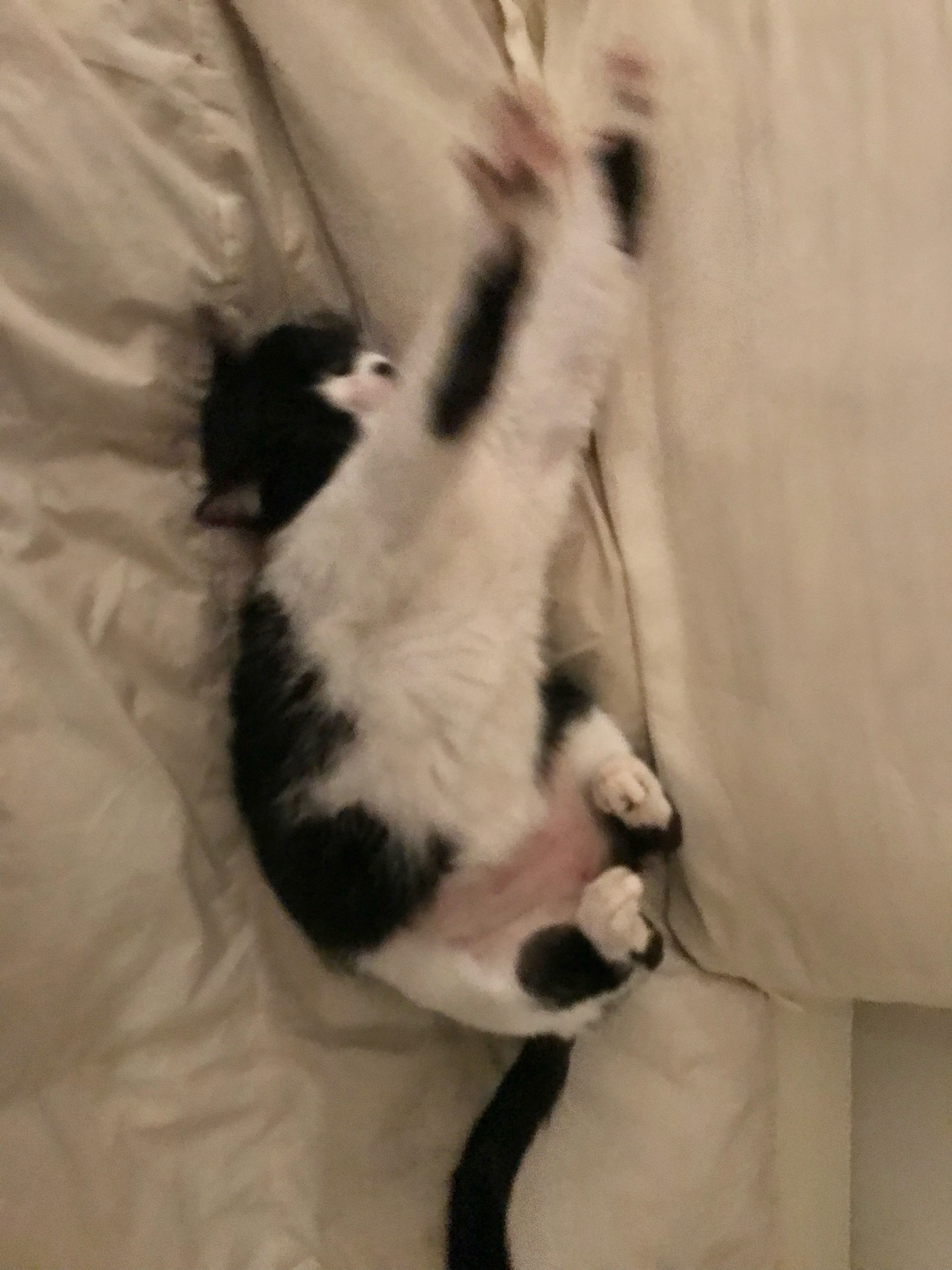 Gata preta e branca se espreguiçando 