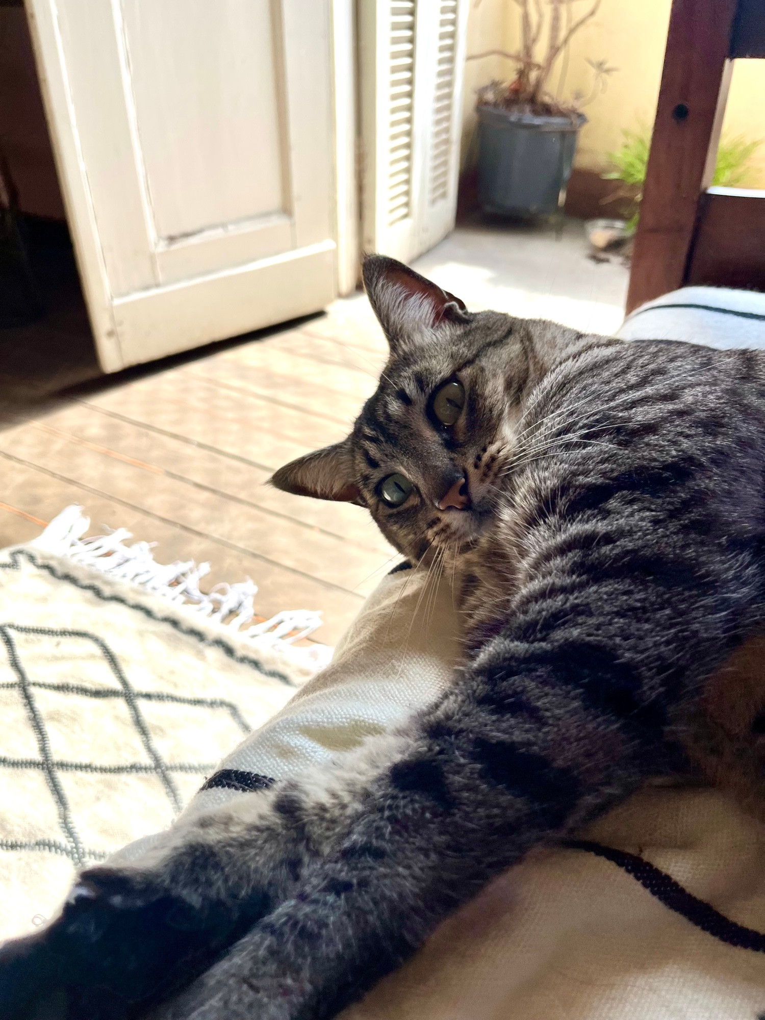 Gata tigrada deitada com as patas esticadas 