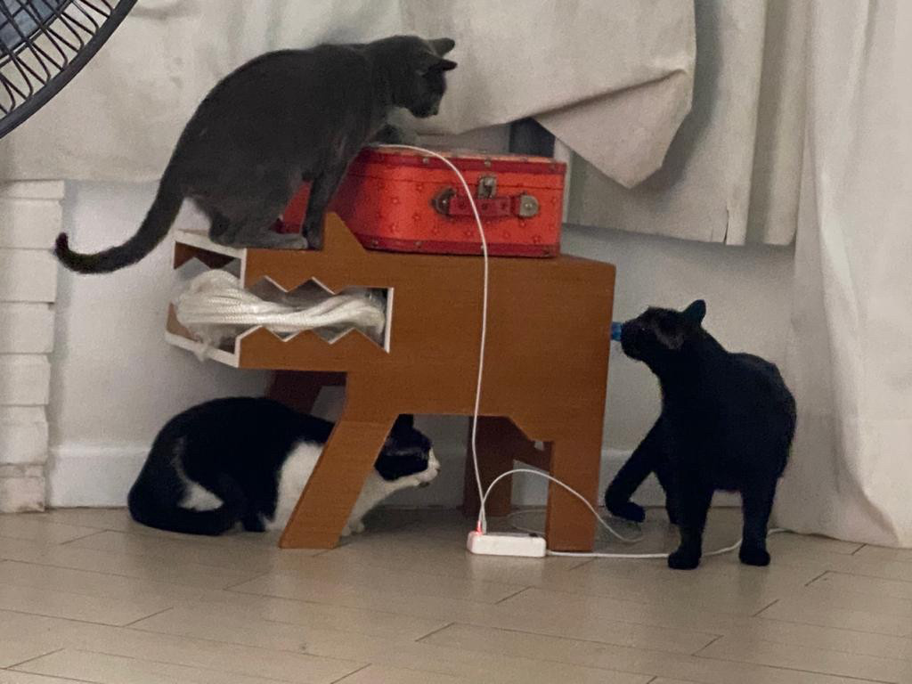 Três gatos investigando objetos 