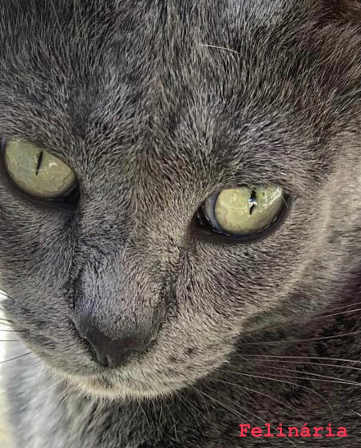Close de gato cinza