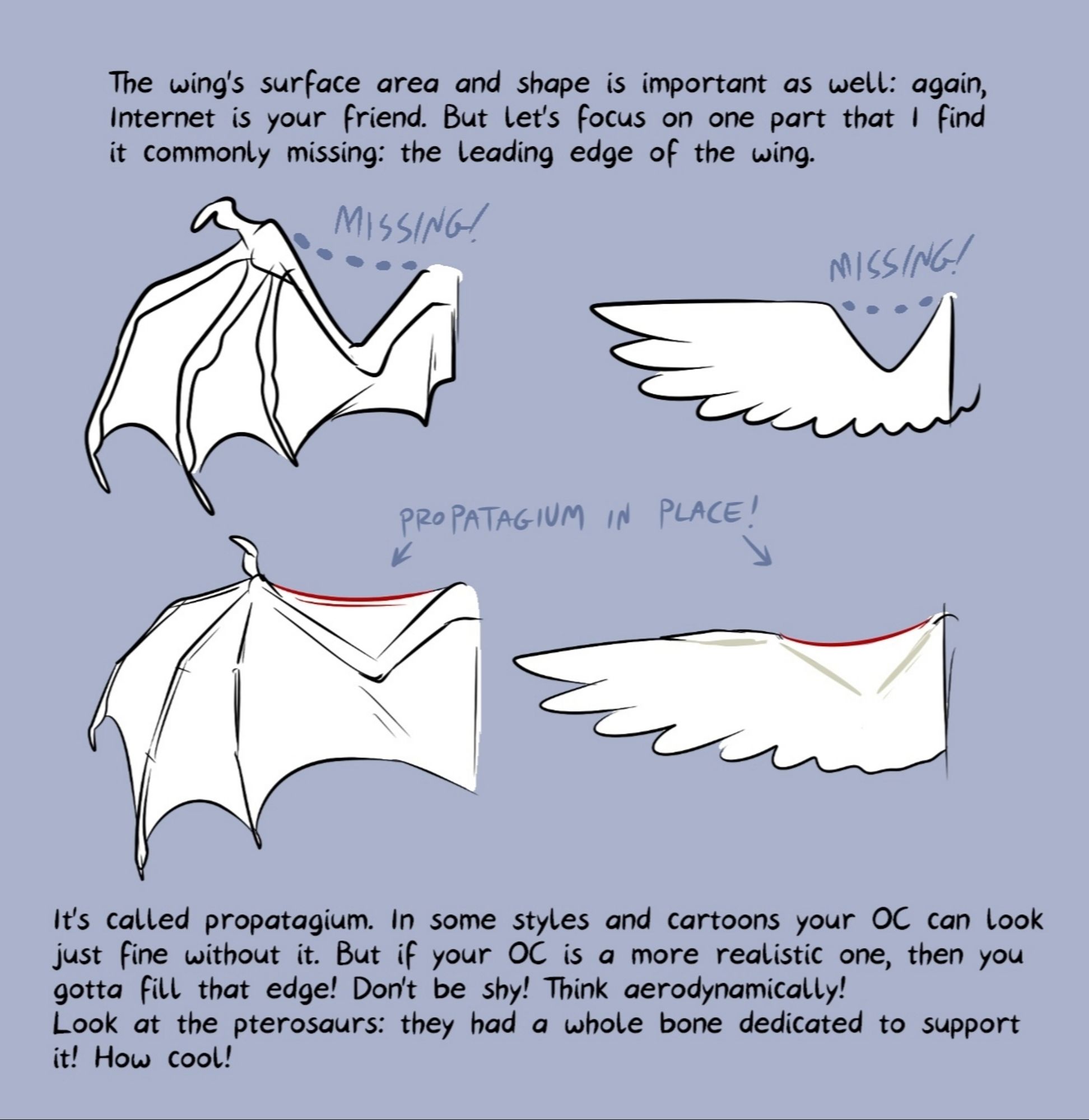 This image focuses on the leading edge of the wing - the propatagium. It's a membrane that fills the gap between the wrist and shoulder, creating a nice aerodynamic shape.