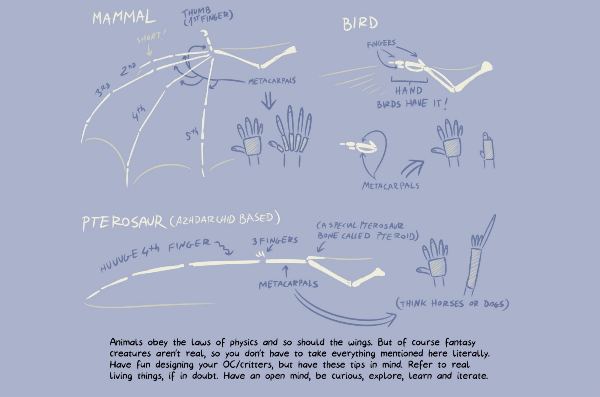 Final image shows skeletal schematic of the flying vertebrates forelimb: the bat, the bird, the pterosaur. With a funny comparison to the human hand.