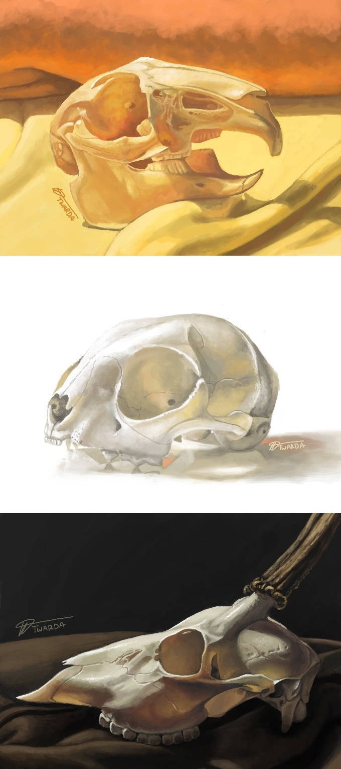 A collage of 3 skull paintings 