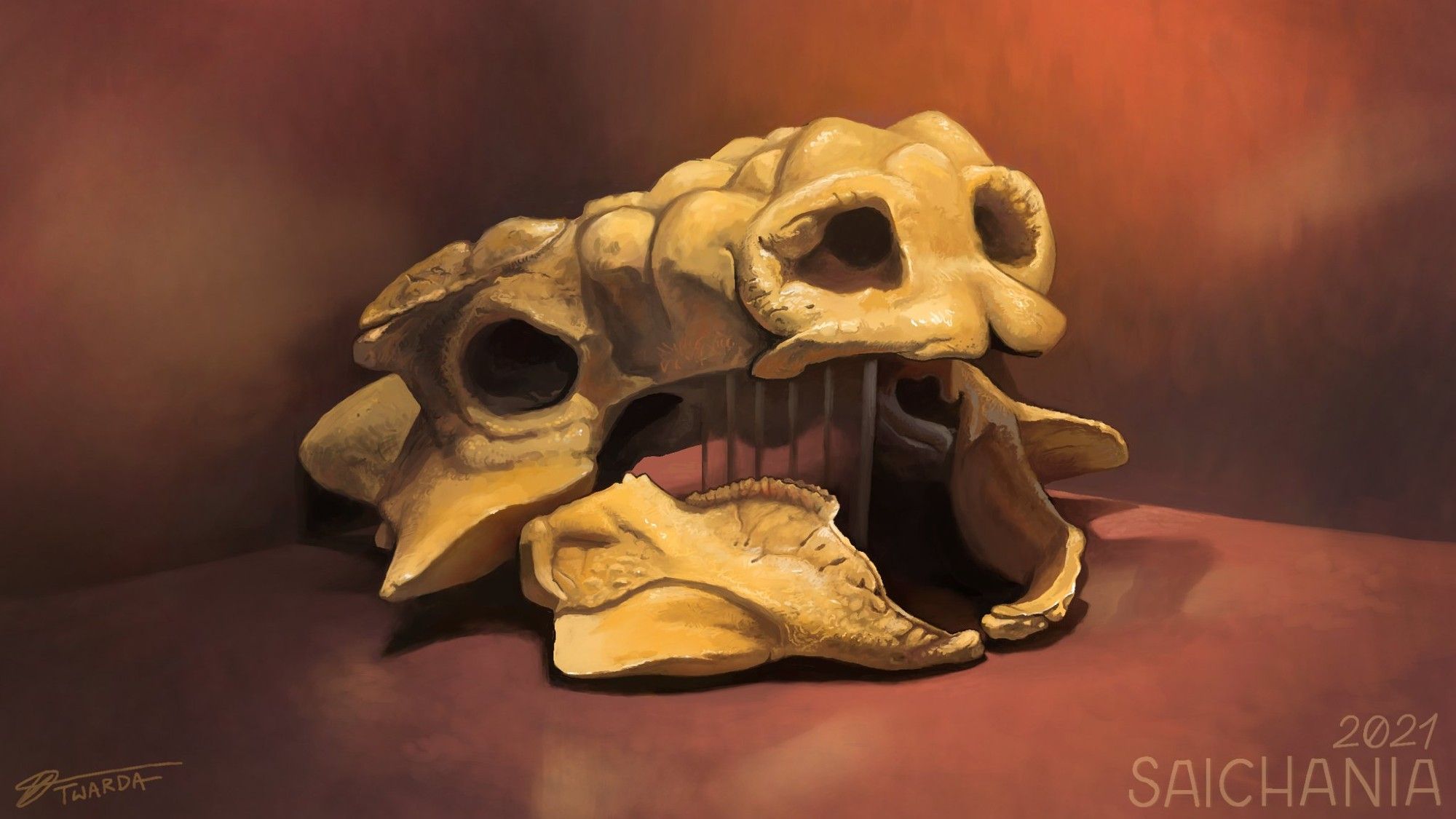 Study of a Saichania skull