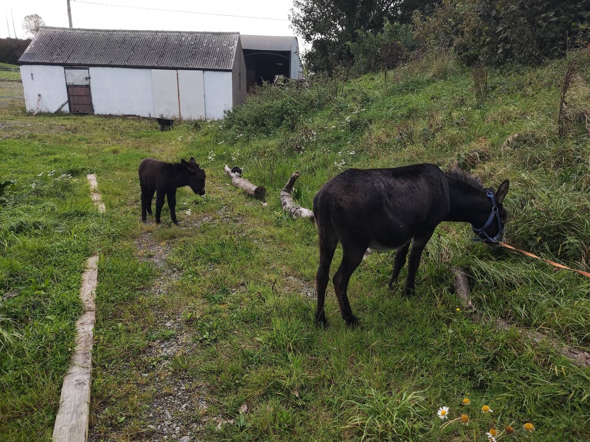 Two donkeys and a cat in the background. The donkeys are a mother and young son, and they are eating grass.