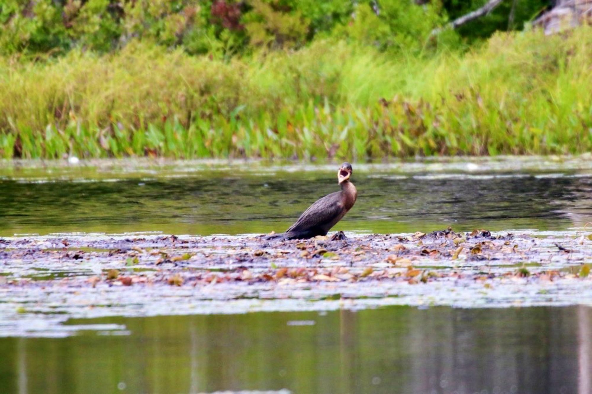 The same bird facing the camera with its mouth side open.