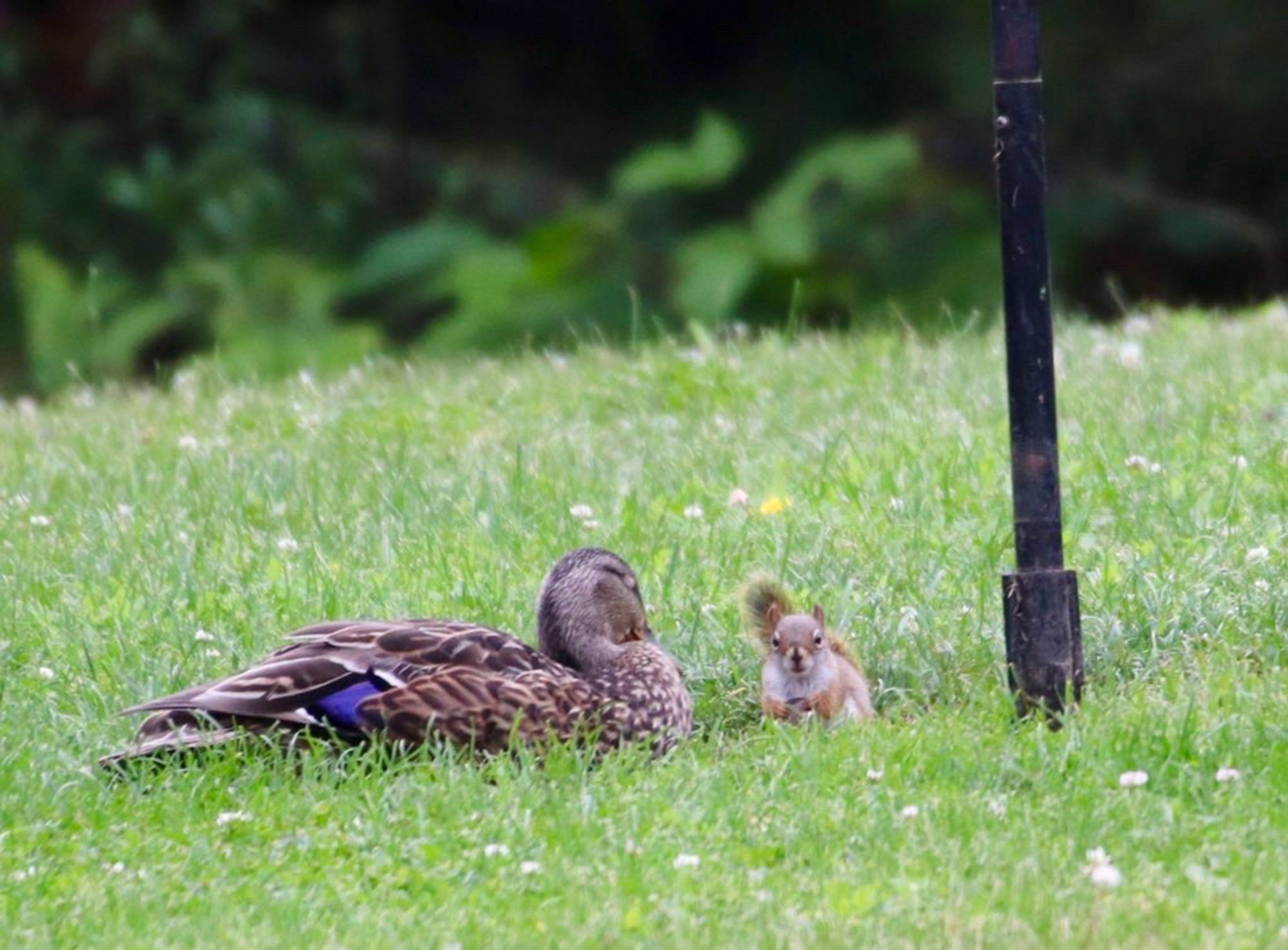 A mallard duck and red squirrel close to each other on the grass under a bird feeder.