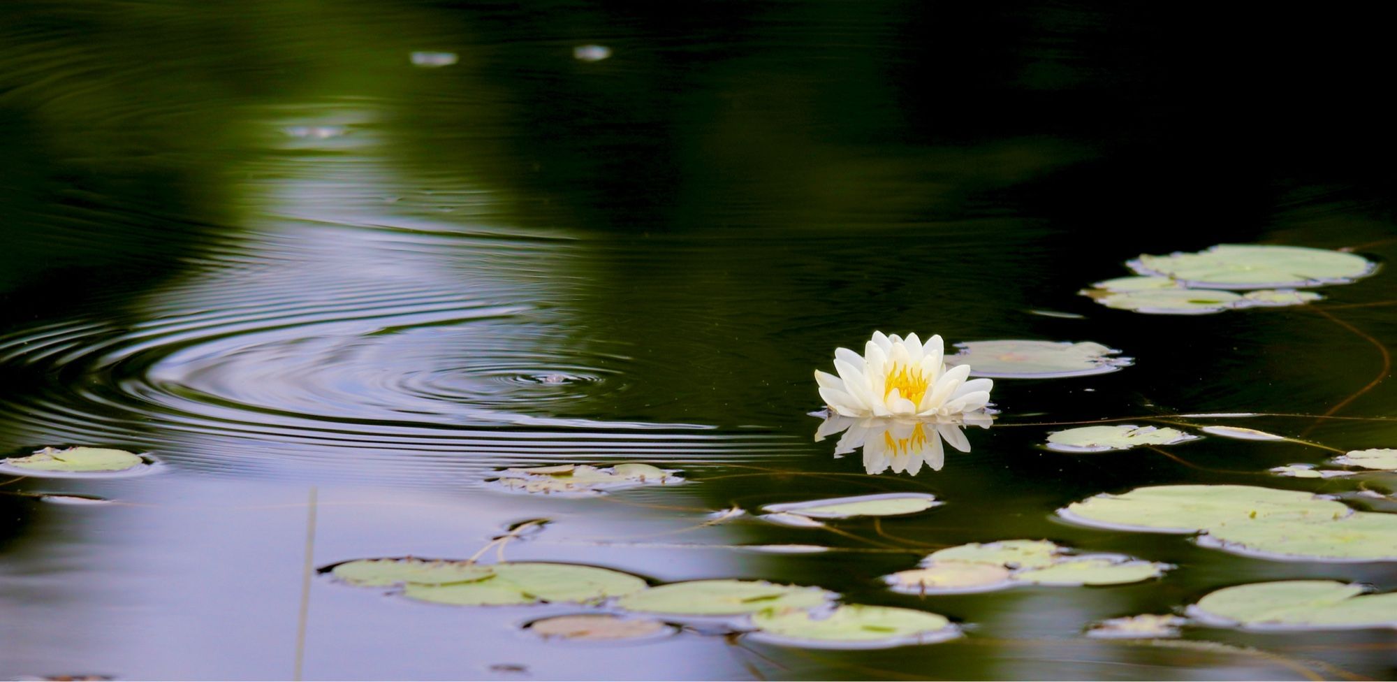 A single water lily and lily pads in calm
dark water with the ripple of a water bug.