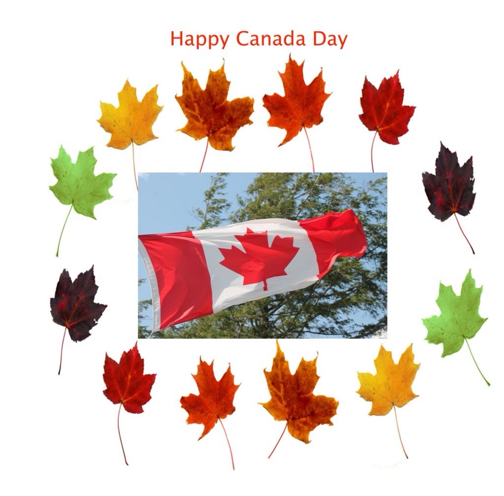 A circle of maple leaves of varying colour and age, surrounding a Canadian flag blowing in the wind.