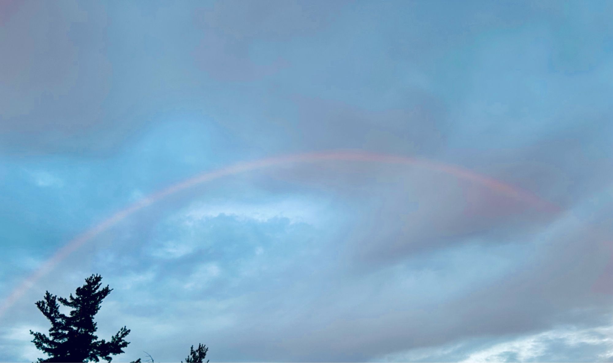 A pink arc in the sky over a pine tree top in blue clouds.