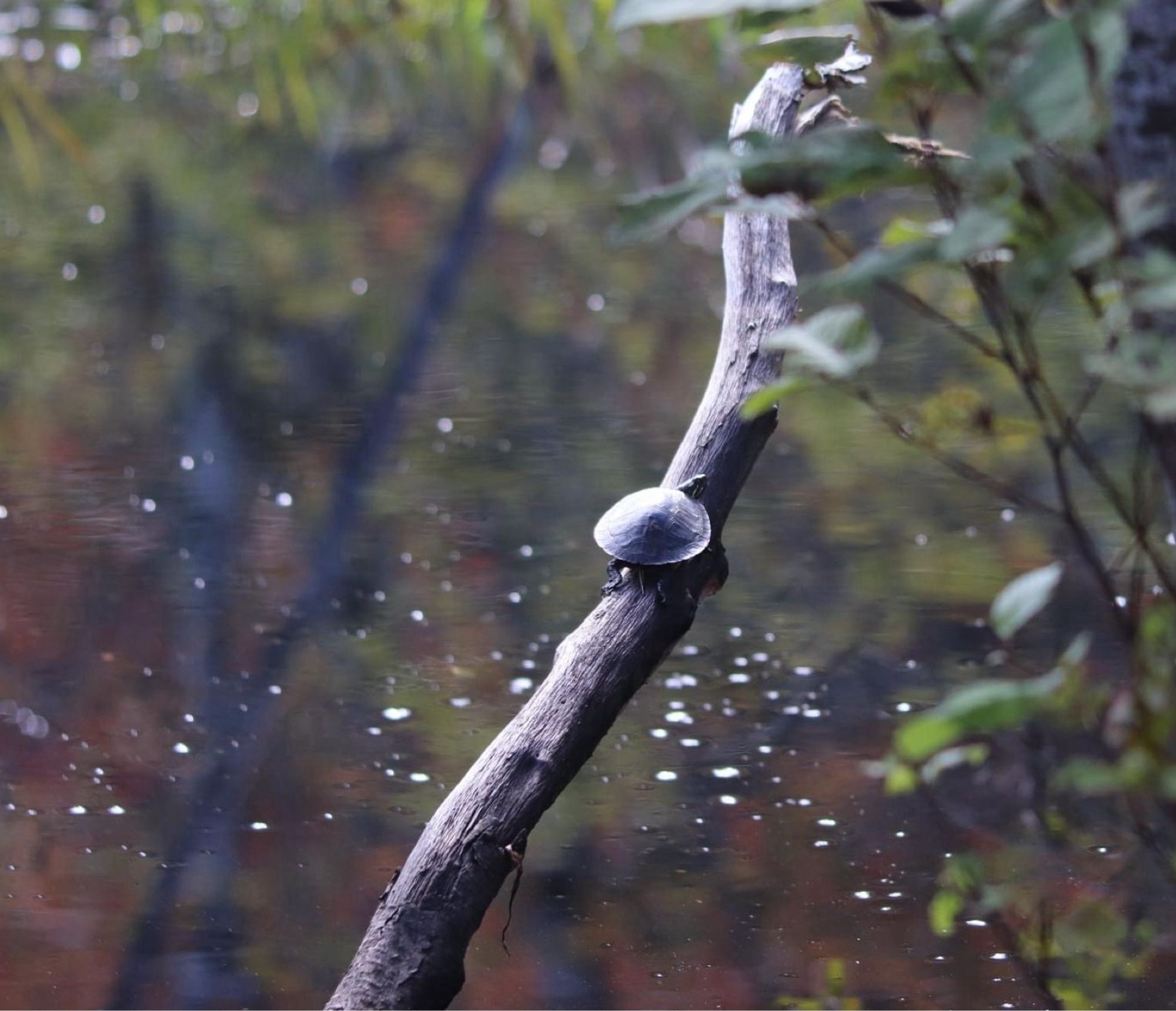 A small turtle climbing a branch in a pond.