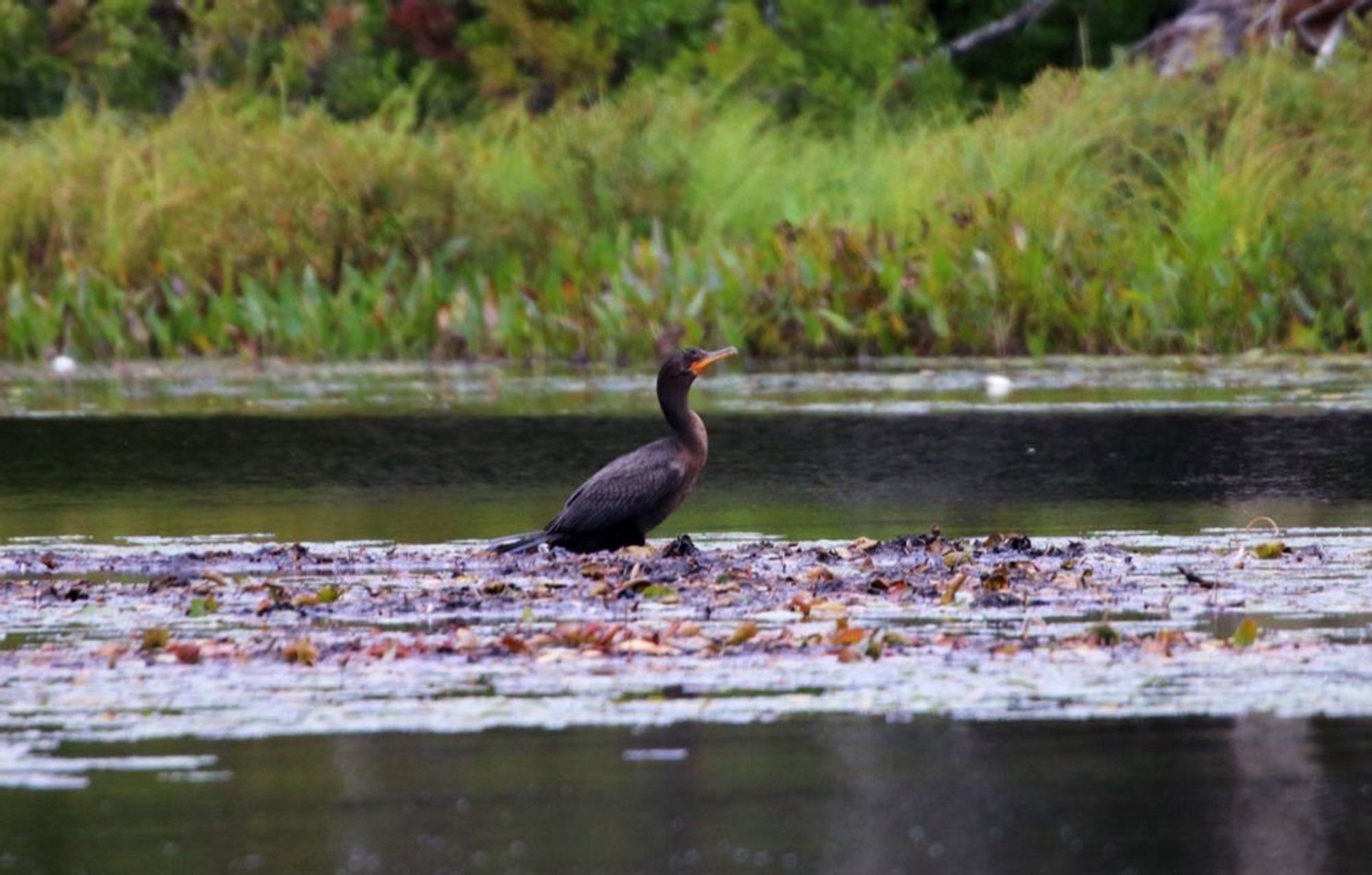 A Double-Crested Cormorant, a large dark bird with orange beak, standing on a raft of lily pad roots.