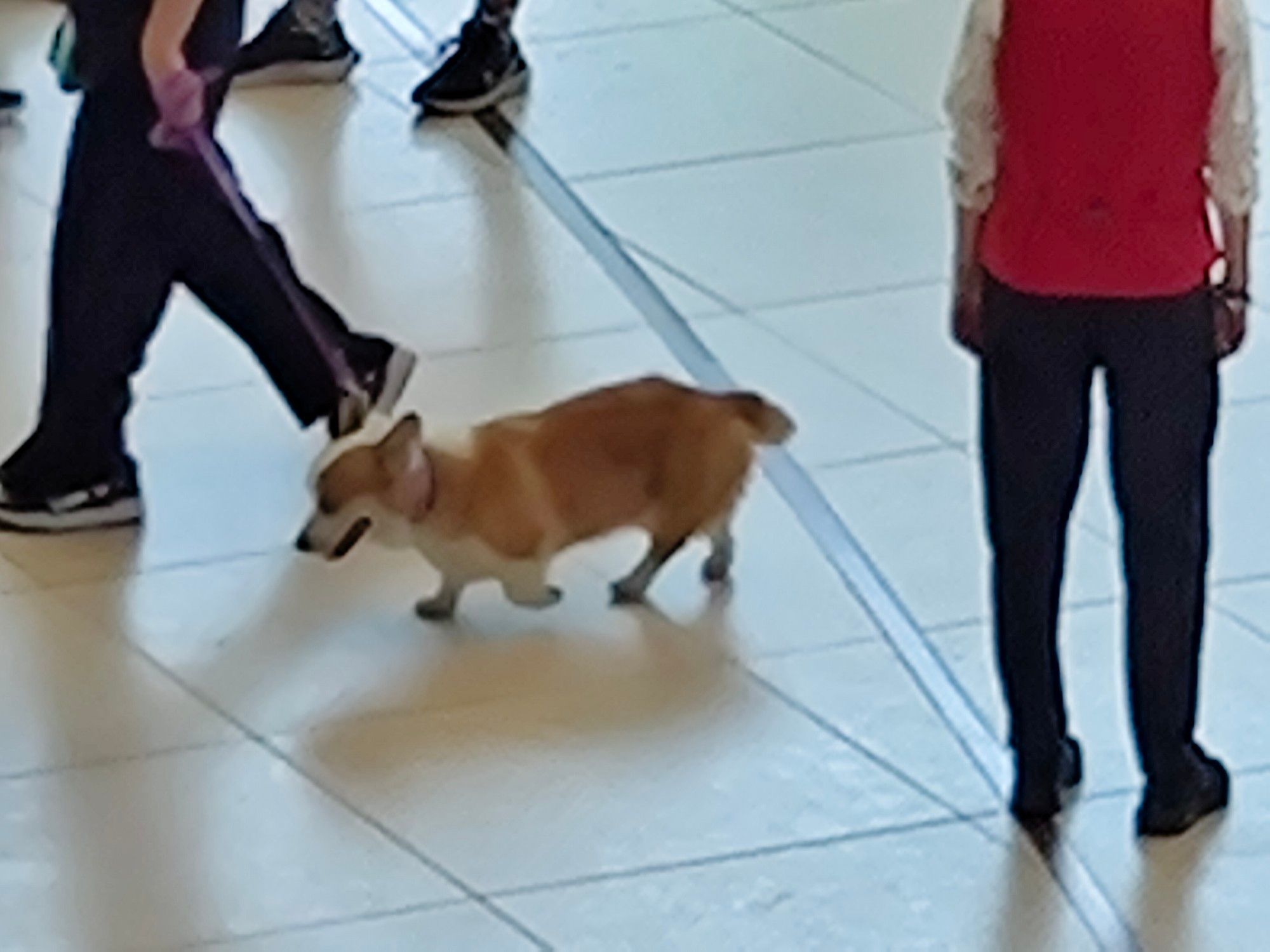 A corgi-like dog on the EF con floor.