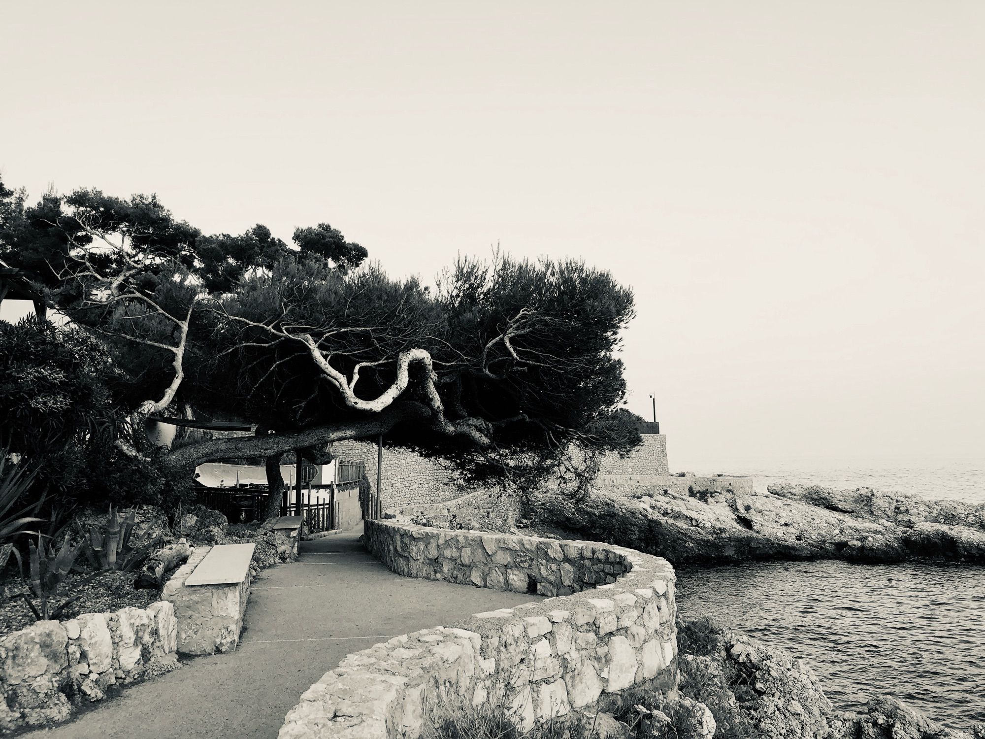 Curvy horizontal pine and curvy path by the sea