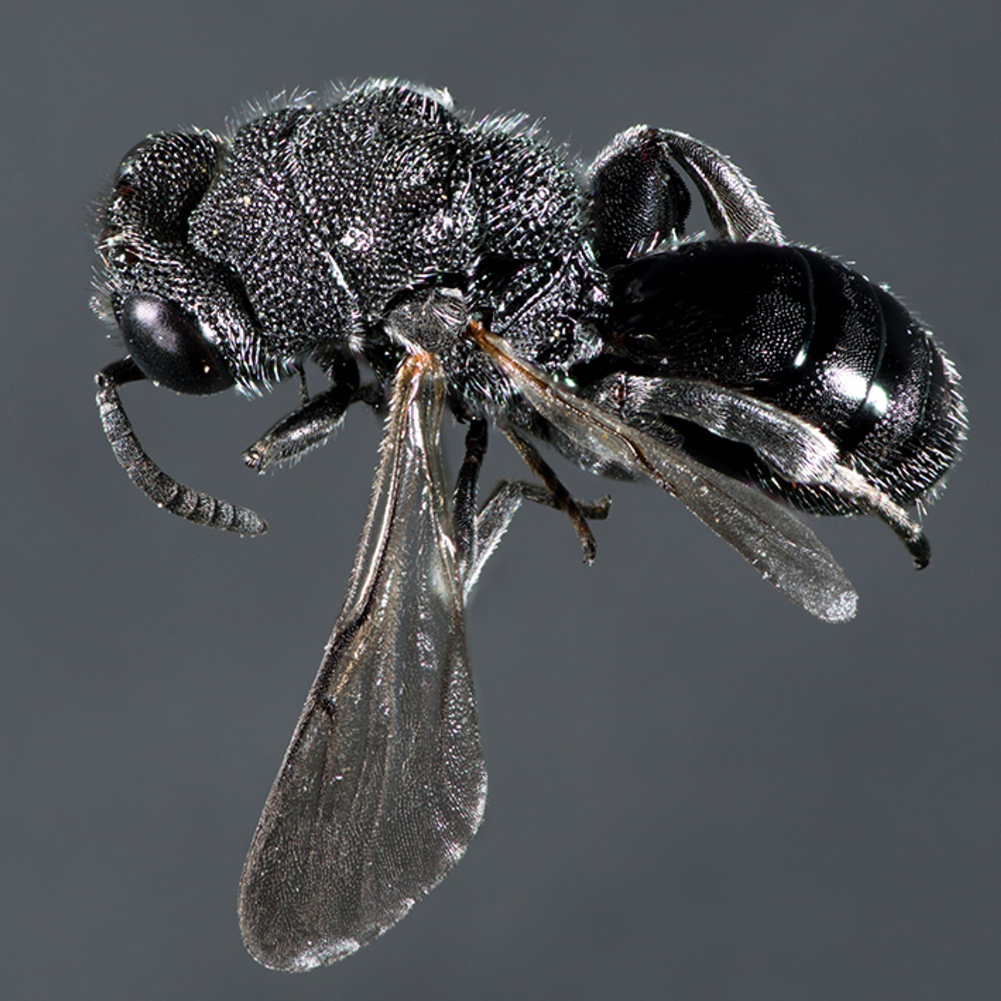 Belegexemplar von Neochalcis osmicida, Männchen (Foto: T. Dörfel).