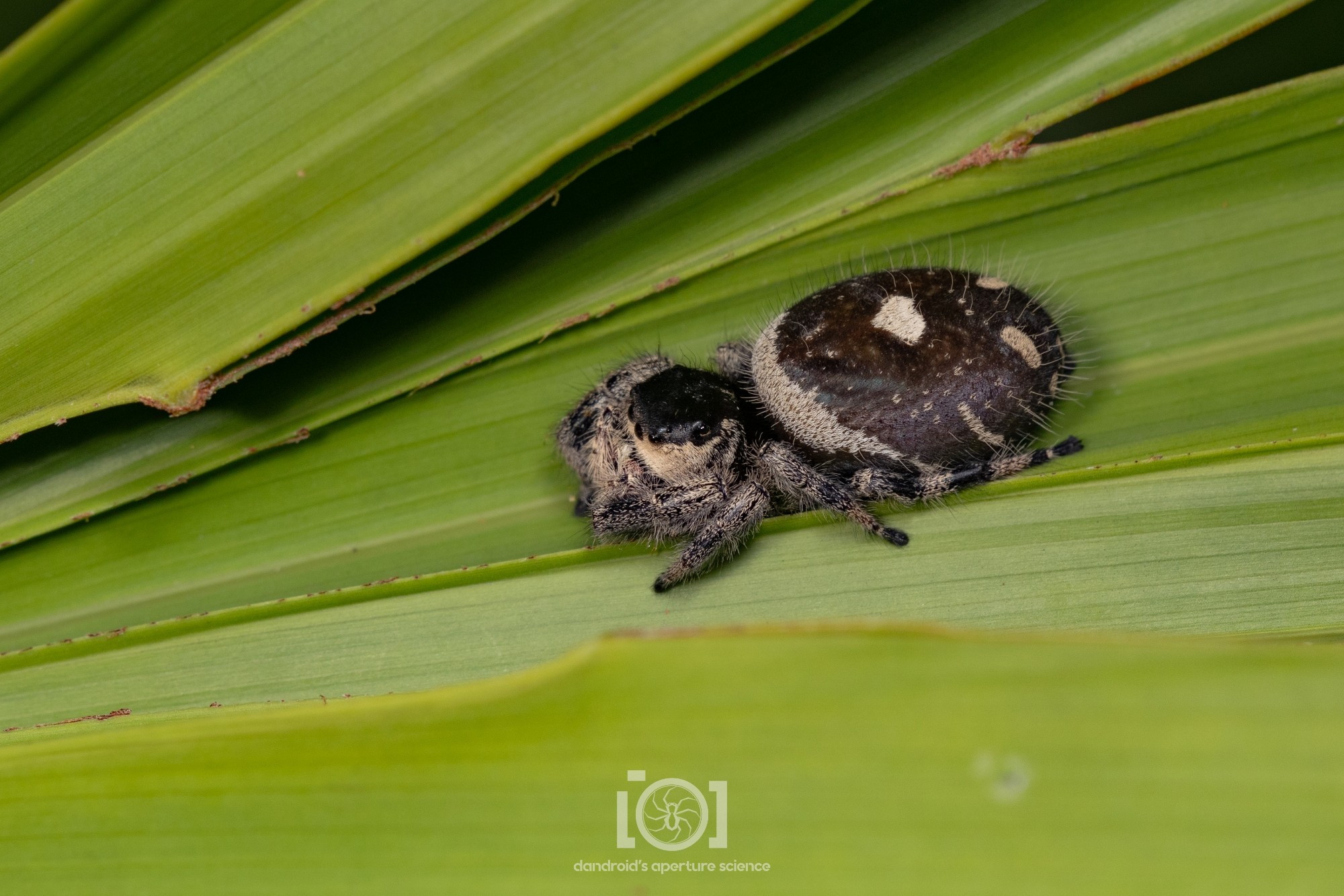 Top down view; she's sort of a very dark purple, and abdomen is a giant egg-shape (and full of eggs, likely)