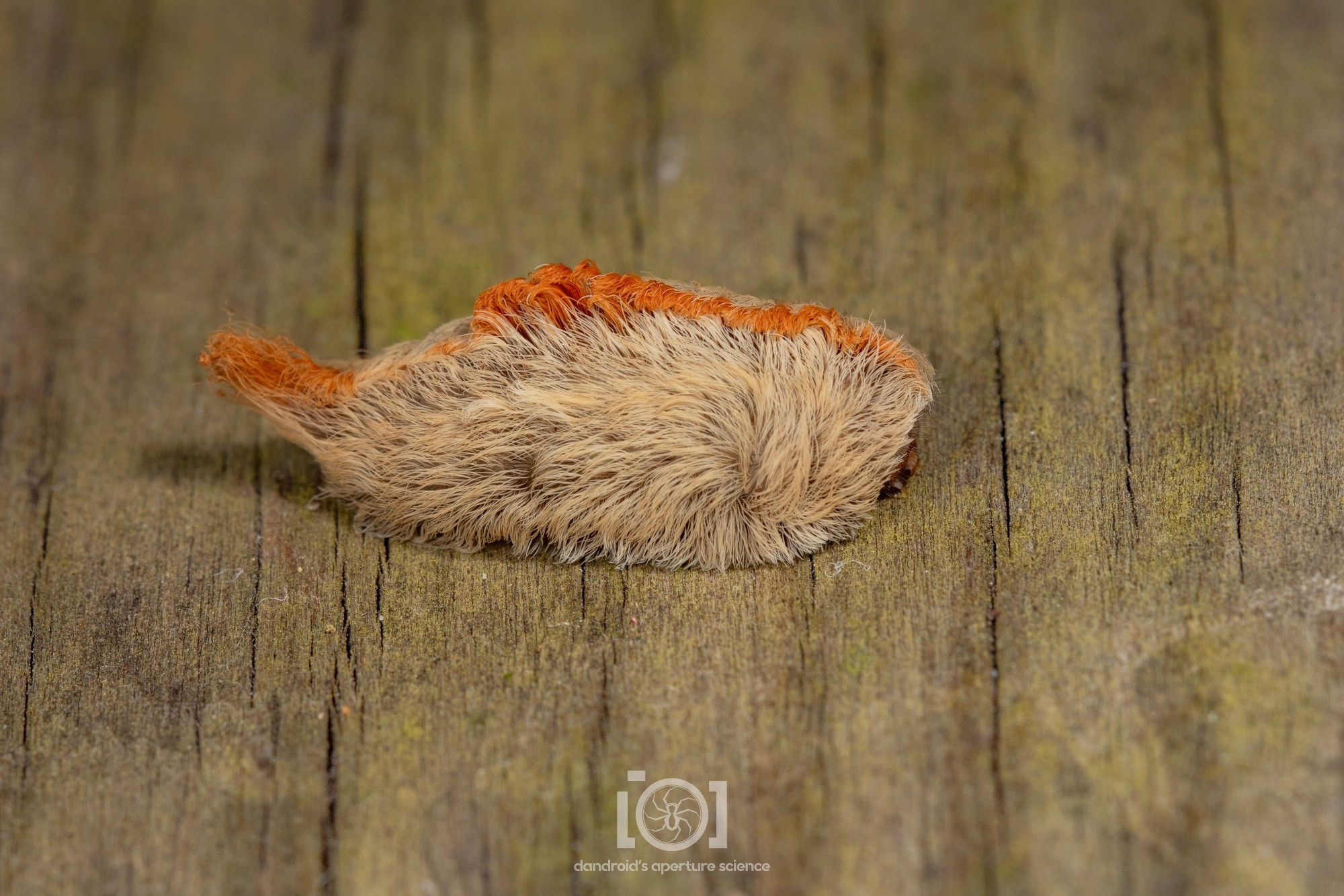 Shaggy tan caterpillar like a carpet with an orange shocktop ridge of floof running head to tail