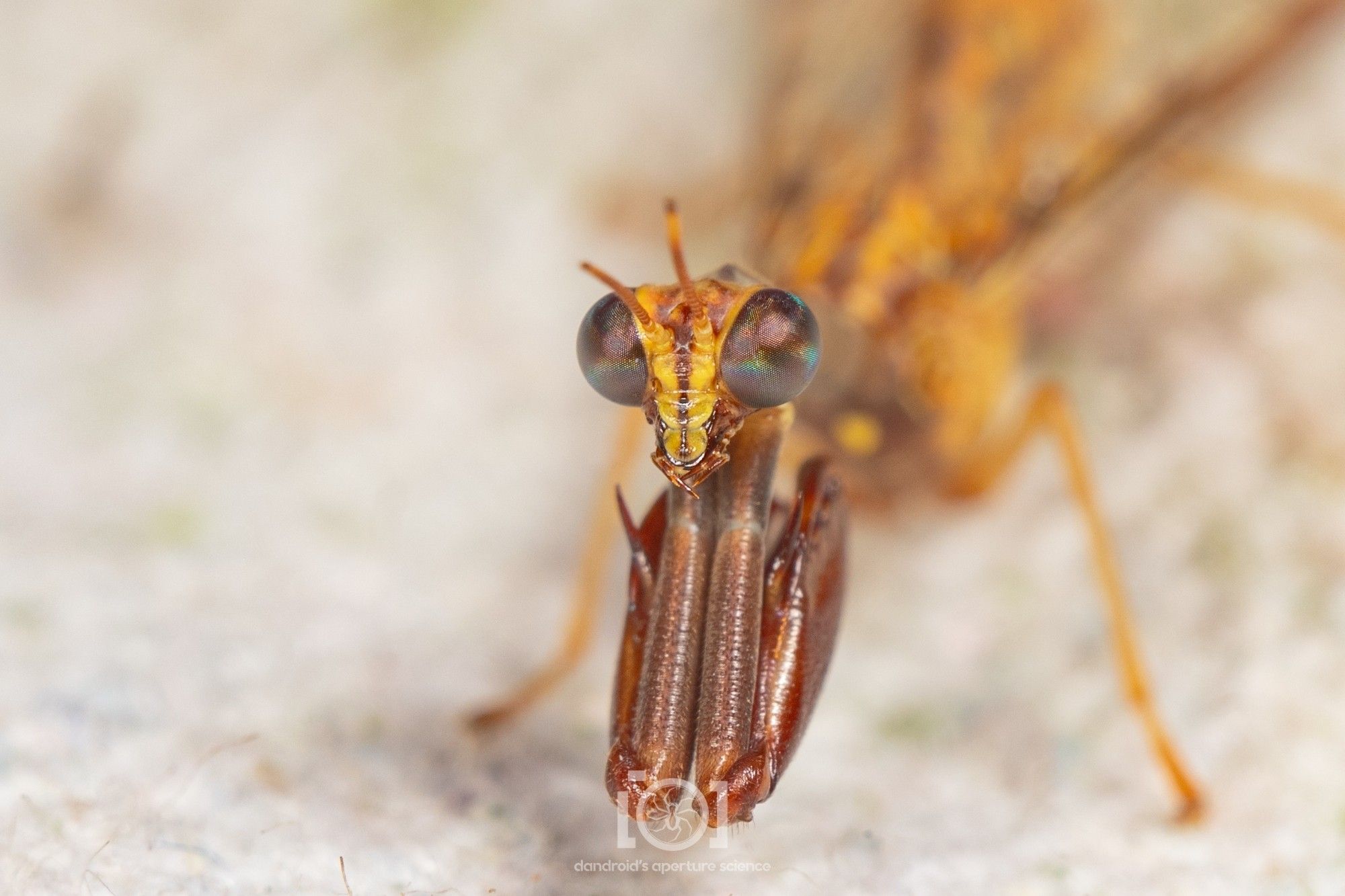 Face of the creature, grabby hands folded neatly beneath her big technicolor compound eyes