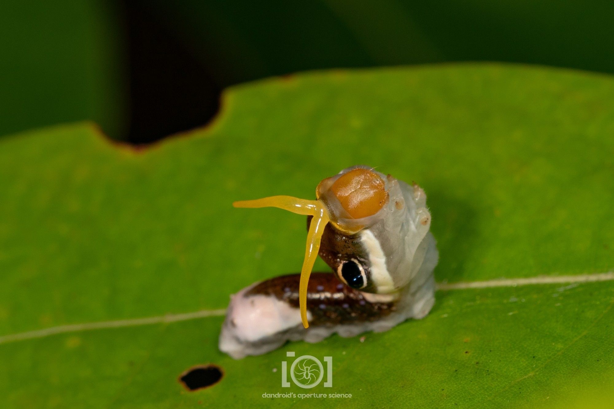 The yellow forked "tongue" is fully inflated and long, and the caterpillar's head is raised up perpendicular to the leaf like a snake trying to strike something grabbing at its tail