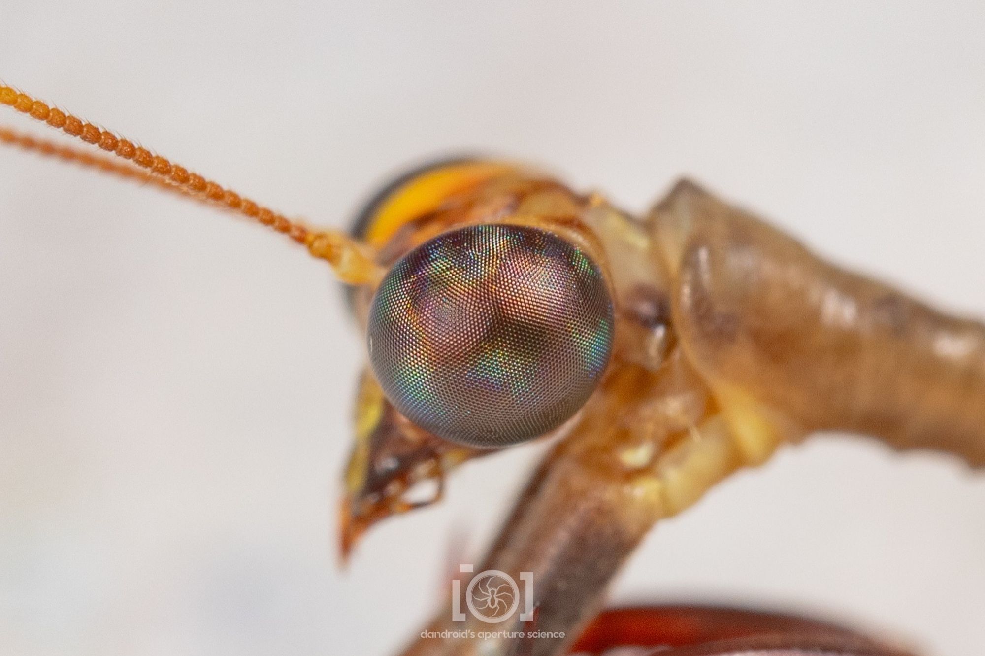 Uncomfortably close "GREETINGS, MORTALS" shot of one of her compound eyes. All the colors