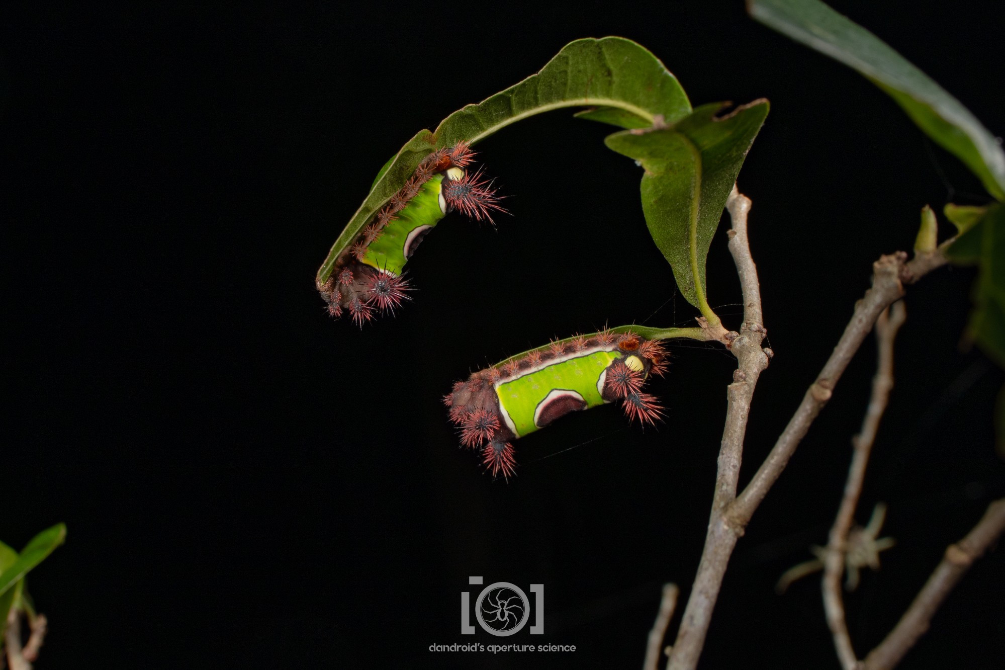 Two bright green caterpillars with spiny brown tubercules on the front and back, and a brown saddle-like feature on their backs; chilling on separate oak leaves close by each other 