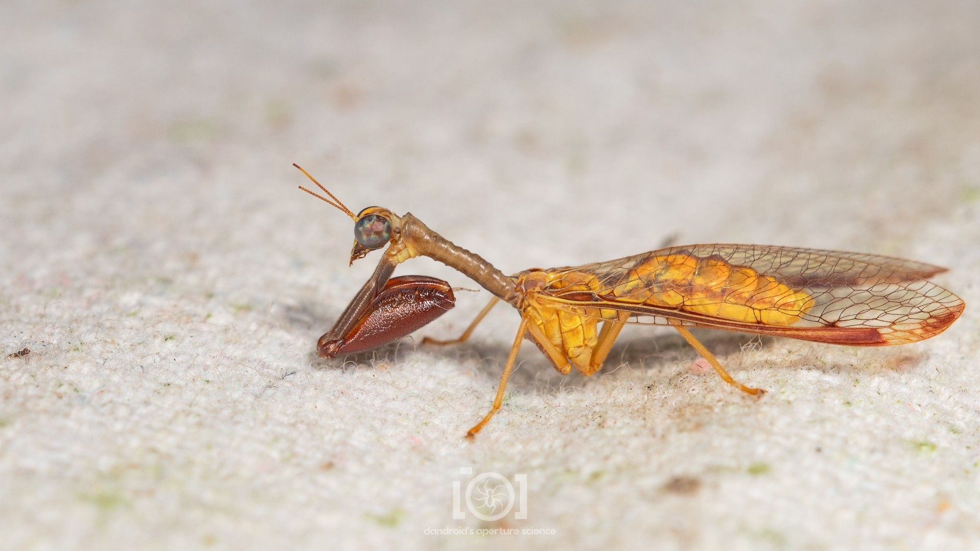 Handsome brown mantidfly with perfect posture on a white cloth sheet