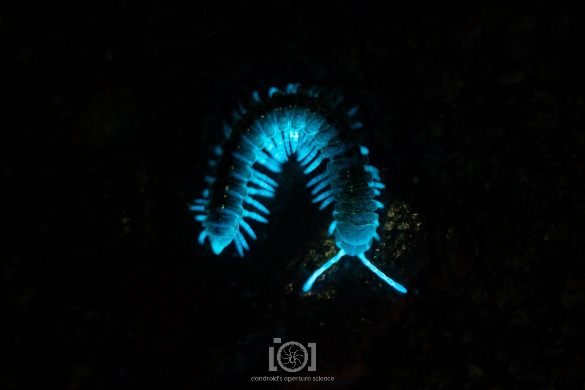 Brightly glowing millipede seen from above, on the move