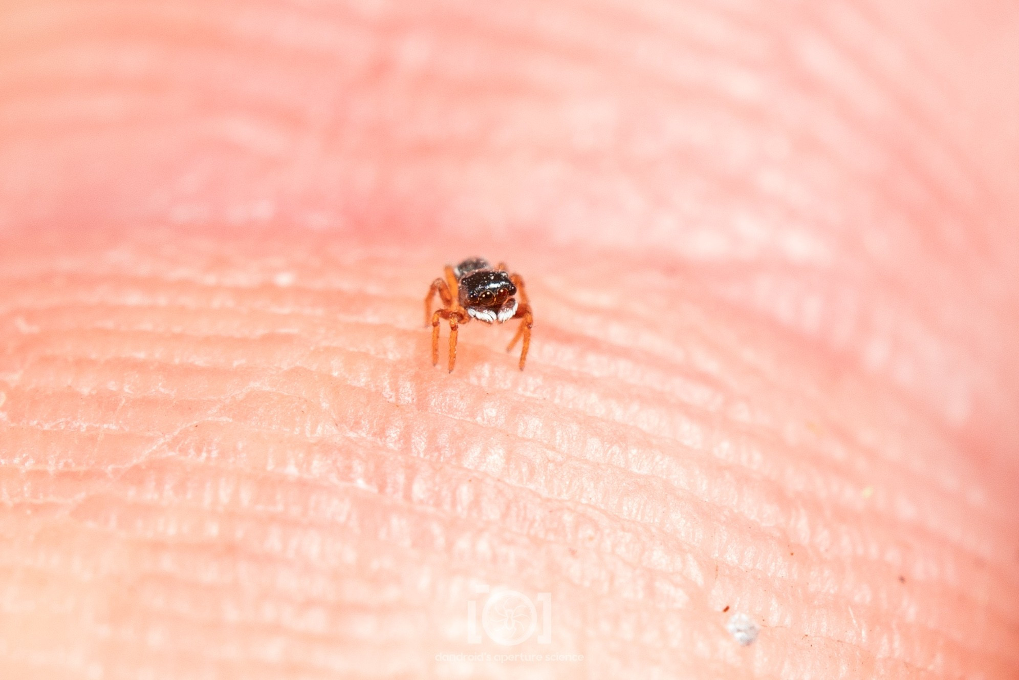 Miniscule black jumping spider with orange legs and bright white palps, on my hand. He's barely the length of 2 ridges of my fingerprint