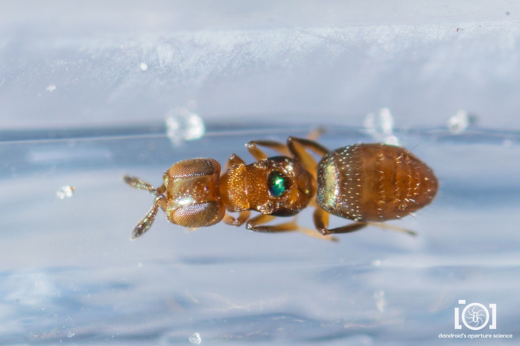 Aeptencyrtus bruchi. A small golden brown little thing; unassuming, other than a bright green emerald jewel on her back between where her wing stubs are. It's not a jewel, of course, but if you put it on a normal creature one could assume you wanted to marry it. But that is just how Aeptencyrtus bruchi do.