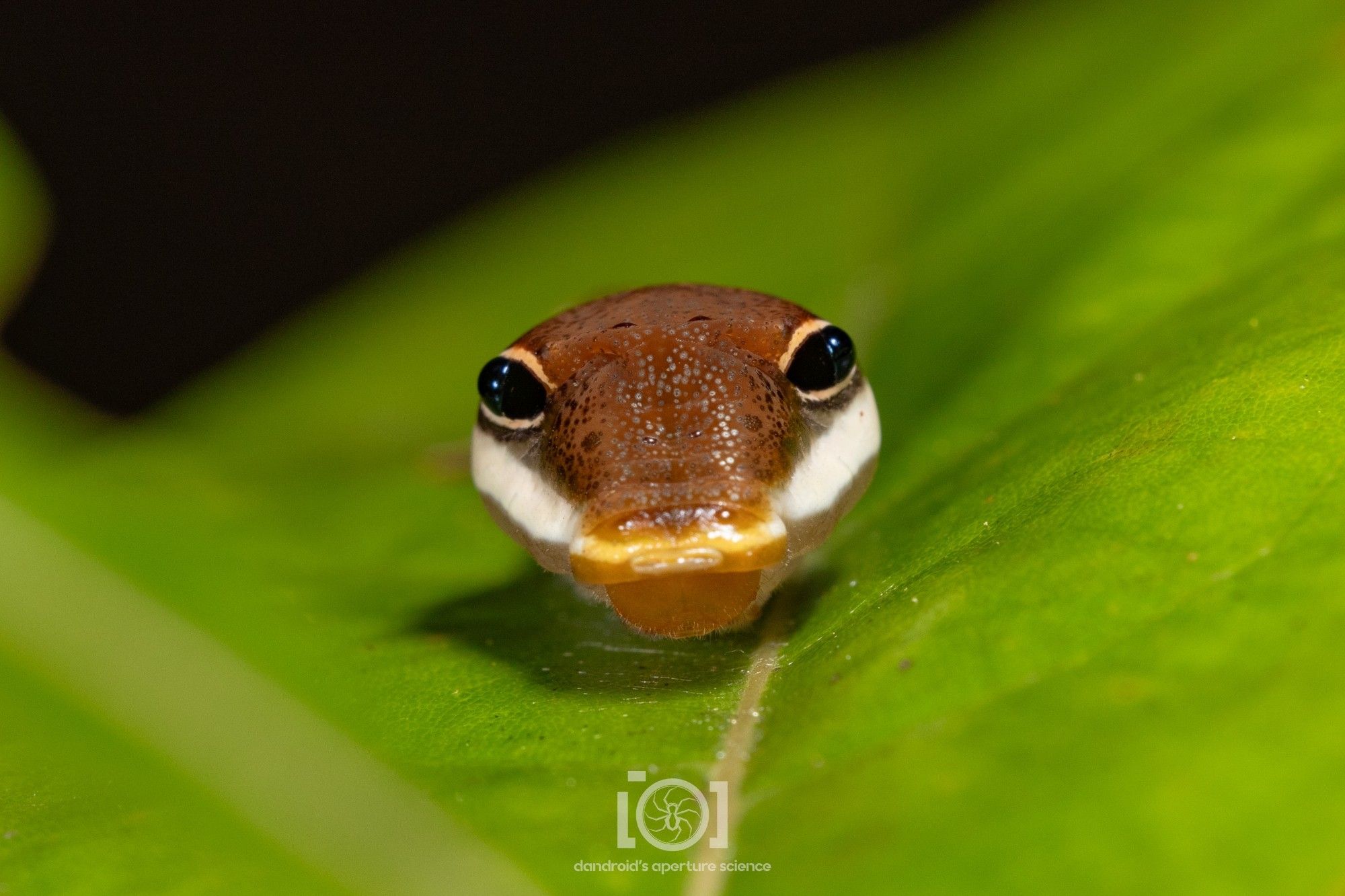 Giant false face of a swallowtail caterpillar, with perfect false eye spots giving it quality baby snake mimicry