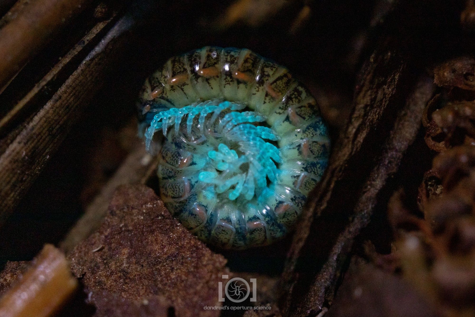 A leggy glowing millipede, fully coiled up