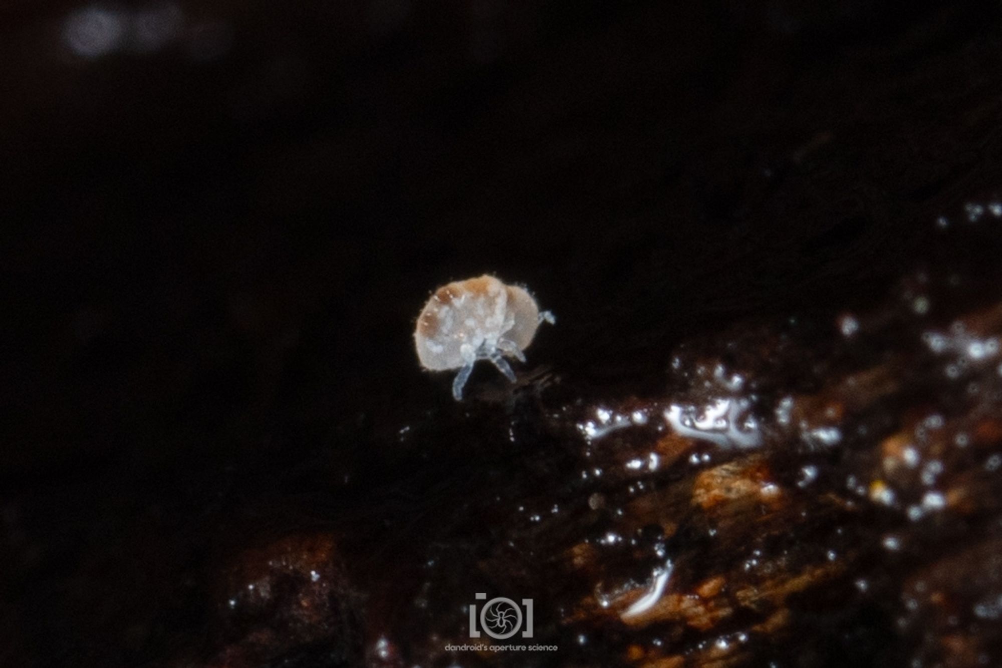 Pale translucent barely sentient eyeless dot, very chonky springtail