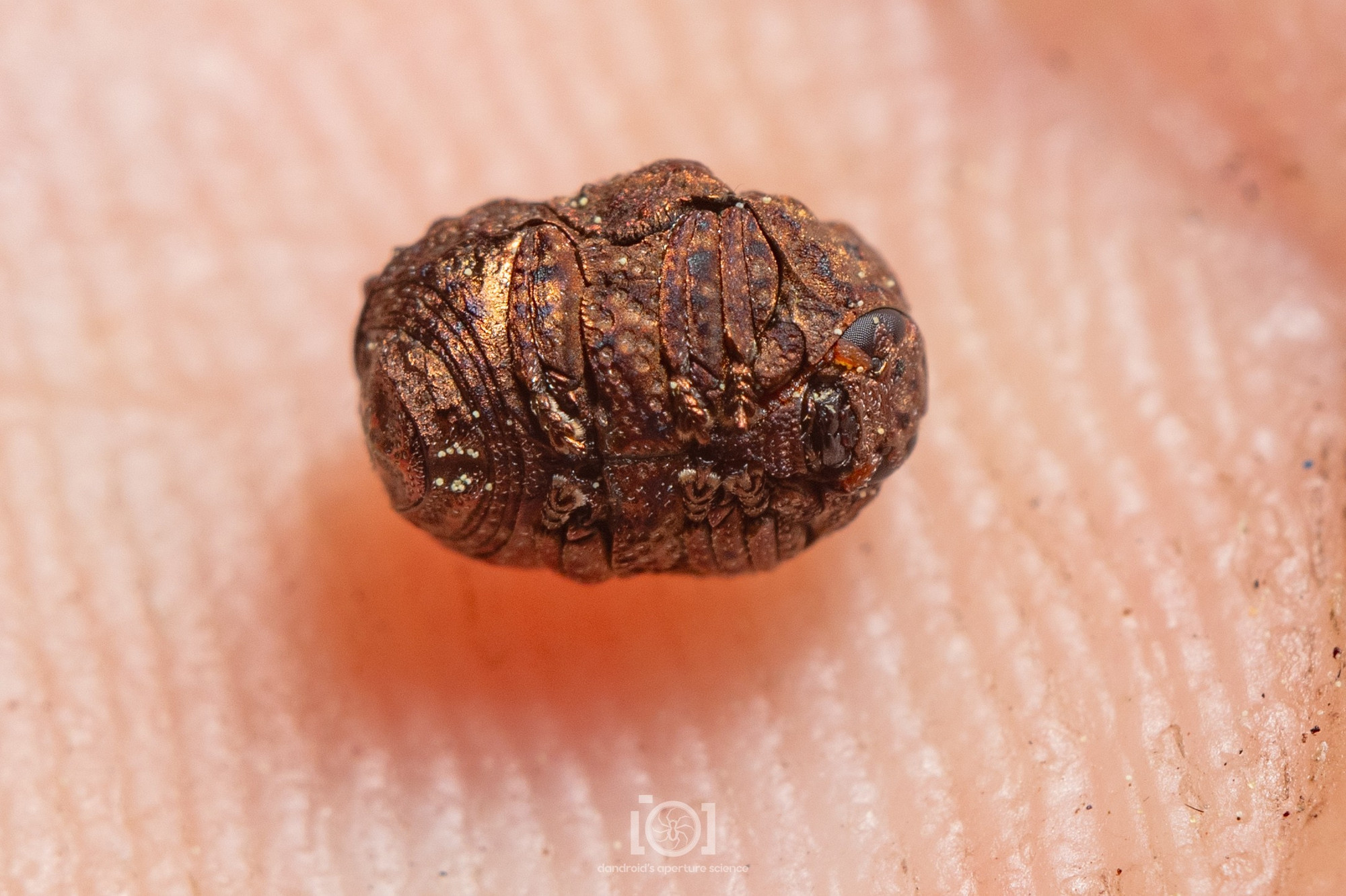 Oval-shaped capsule of coppery lumpy beetle, every appendage neatly fitting in a slot to maintain the oval shape. The lump is upside-down playing dead in the palm of my very white hand