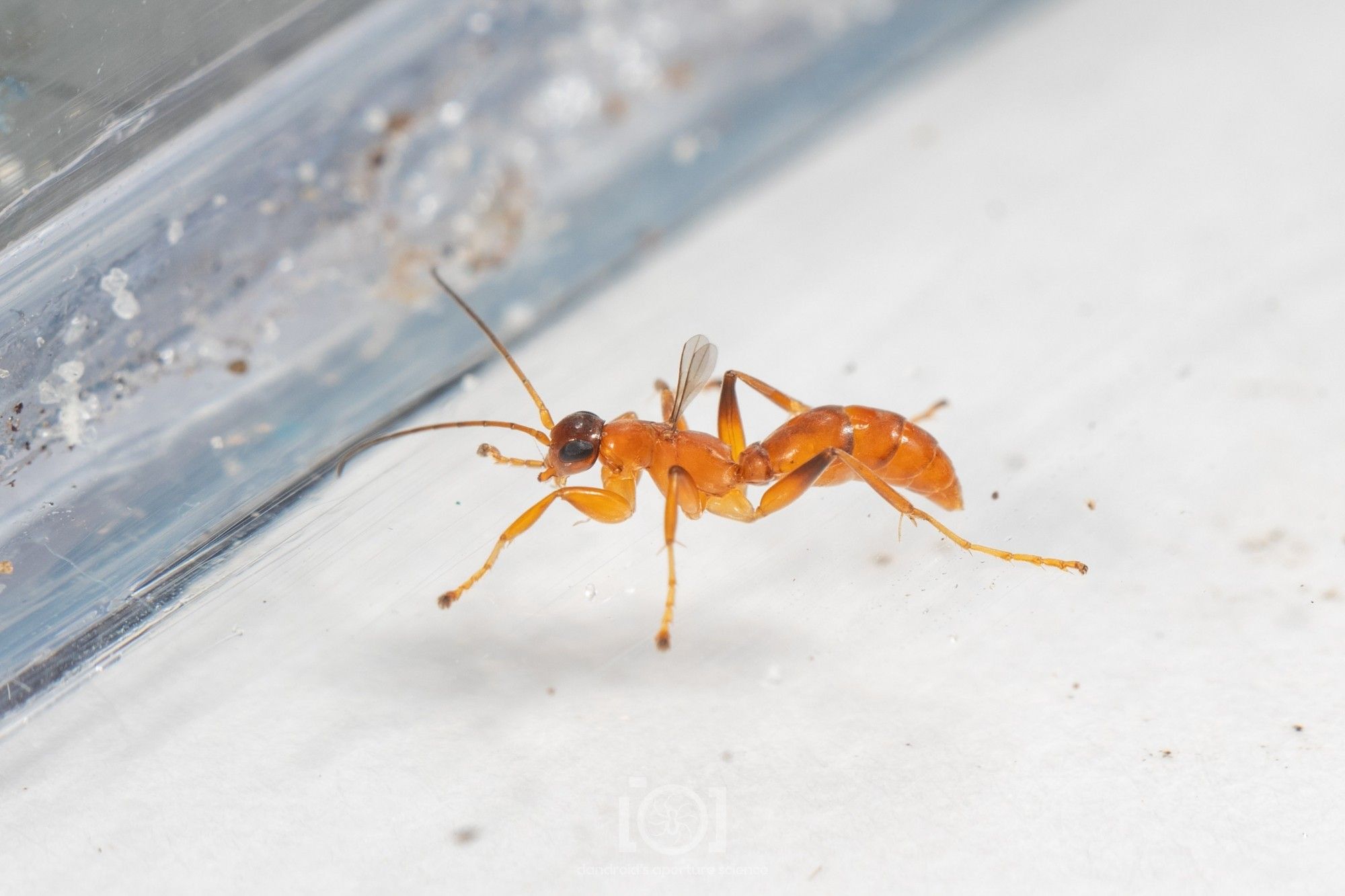 Dark orange wasp with long antennae and legs, and just a single pair of comically small wings held straight up and fluttering constantly