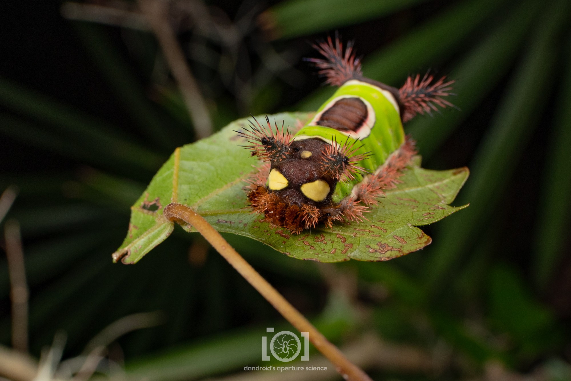 Another saddleback on a grape leaf, seen from behind - where they have a false face with yellow "eyes" 