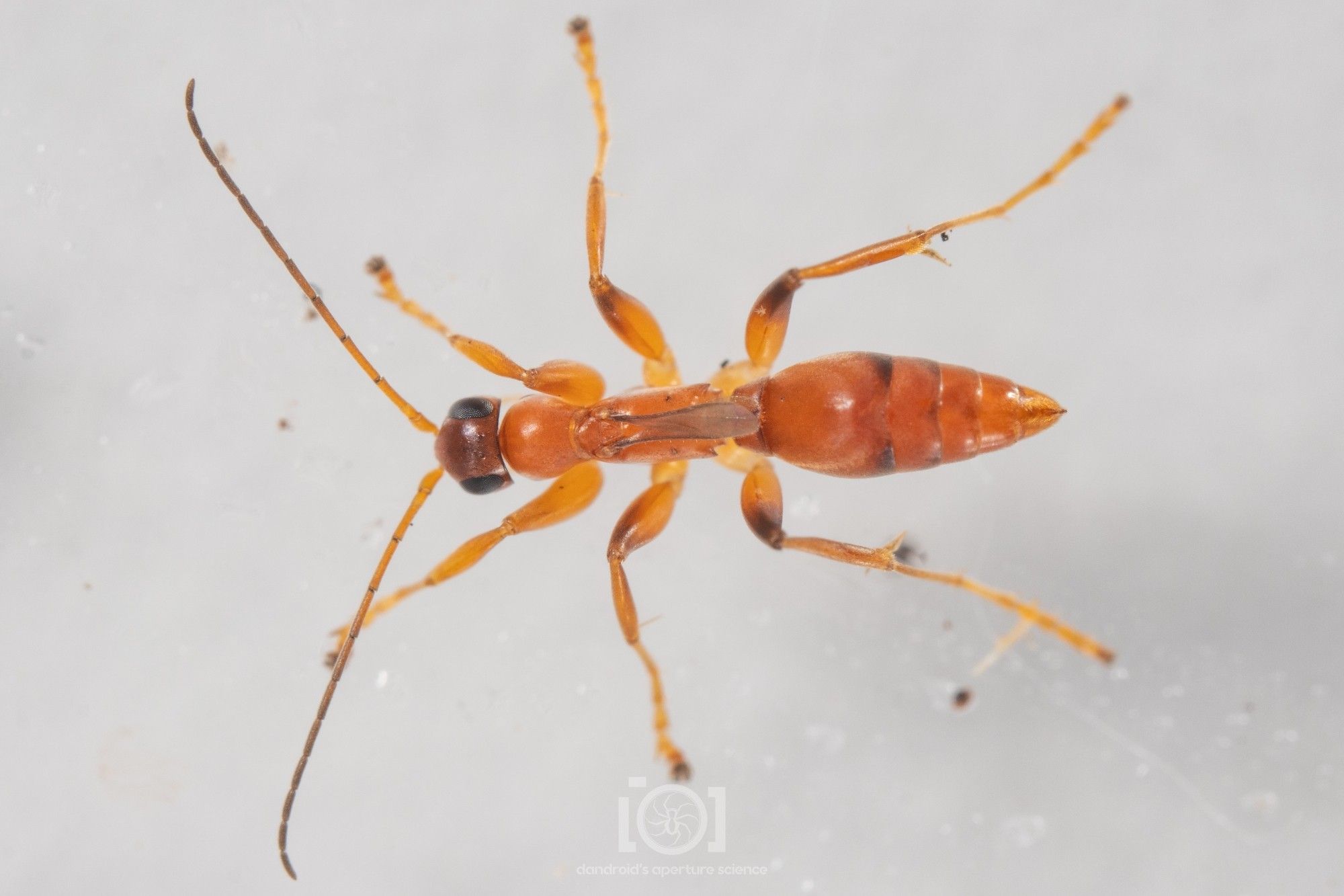 Top down view of the creature. Sleek, shiny, and orange all the way, though her small head is darker.