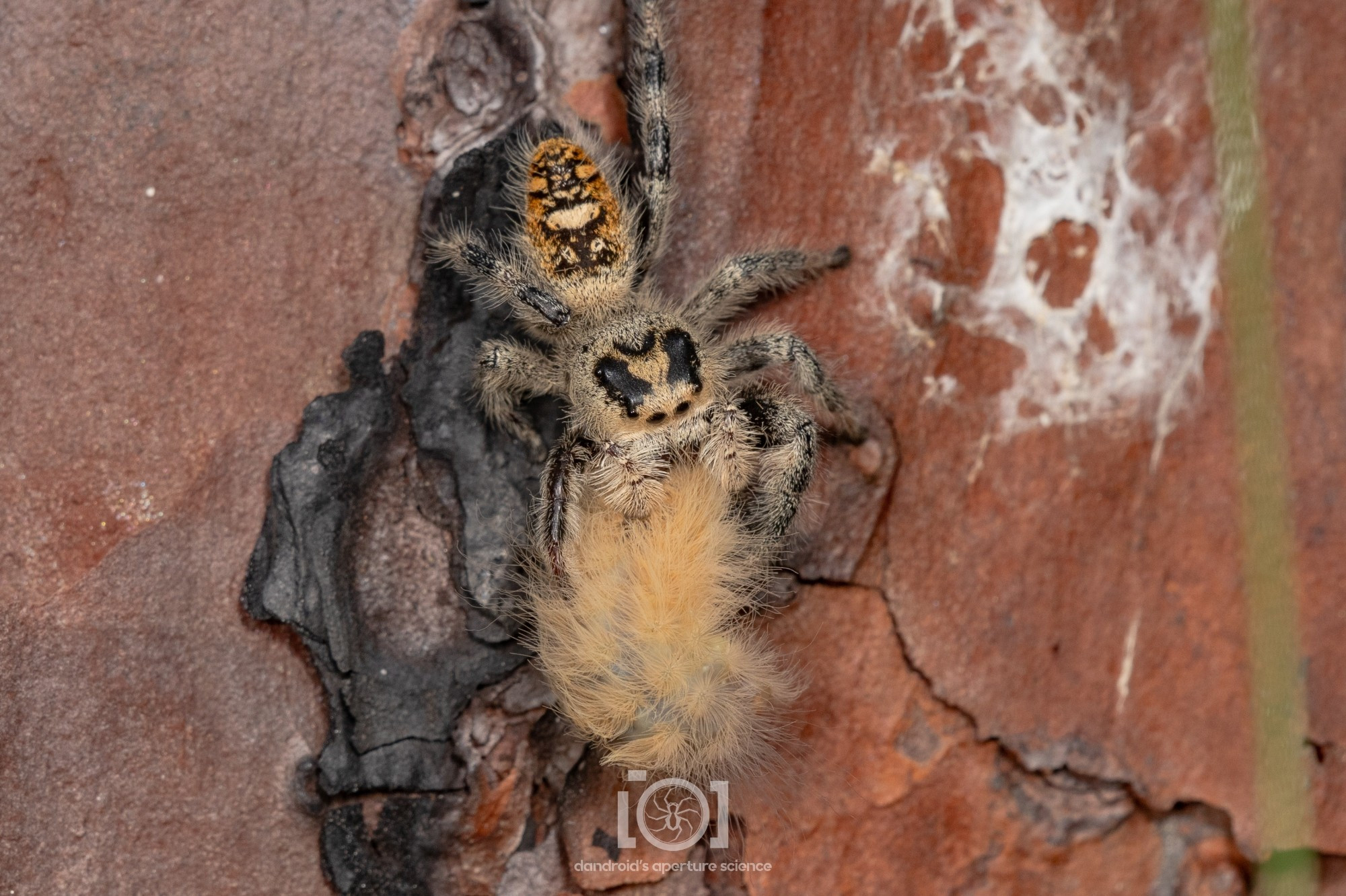 Pale orange and cream colored Phidippus regius lass, snacking on a pale orange floof yellow flannel moth caterpillar, unperturbed by the venomous floof