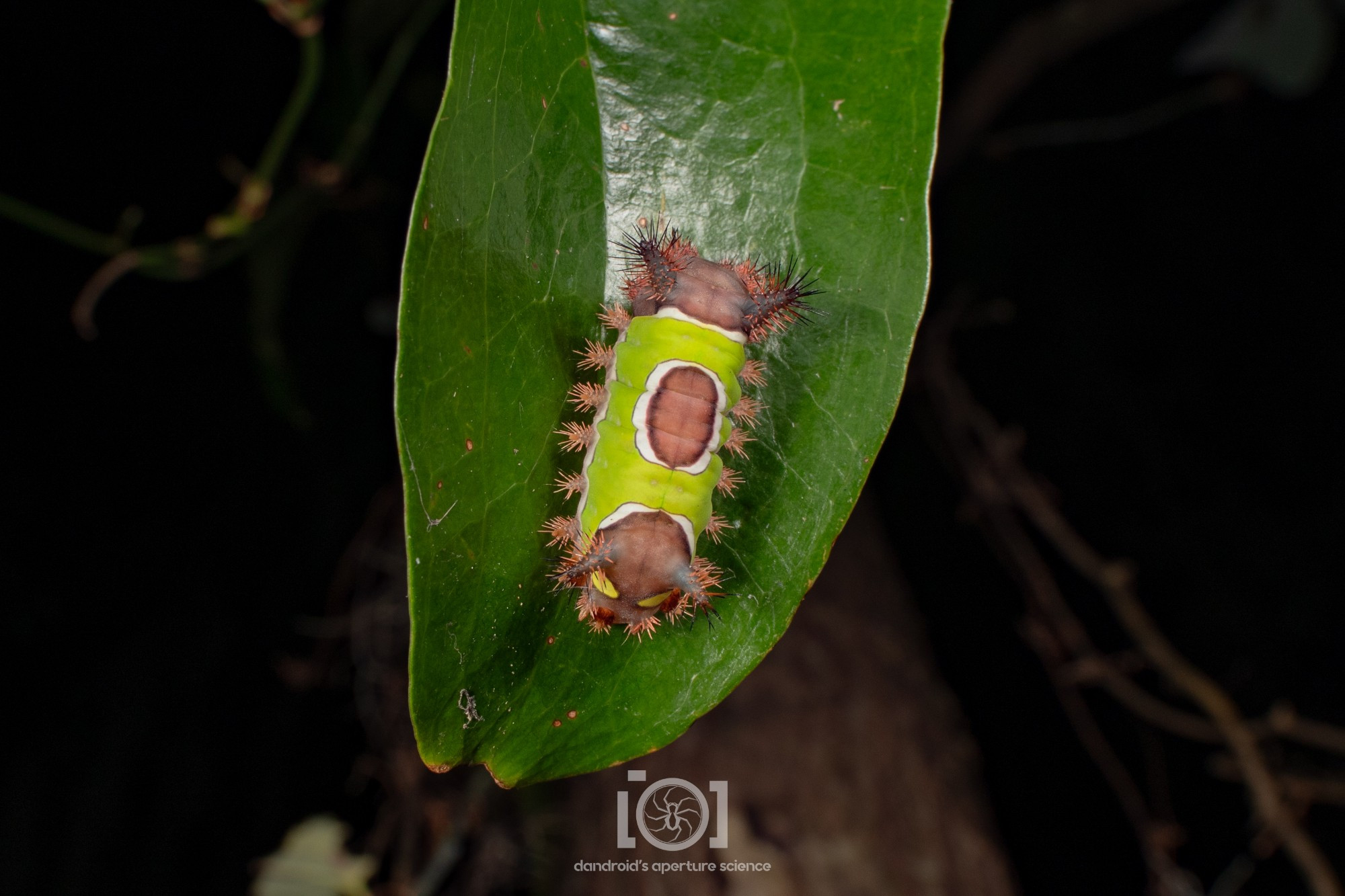 Top view of a 4th saddleback on a greenbrier leaf