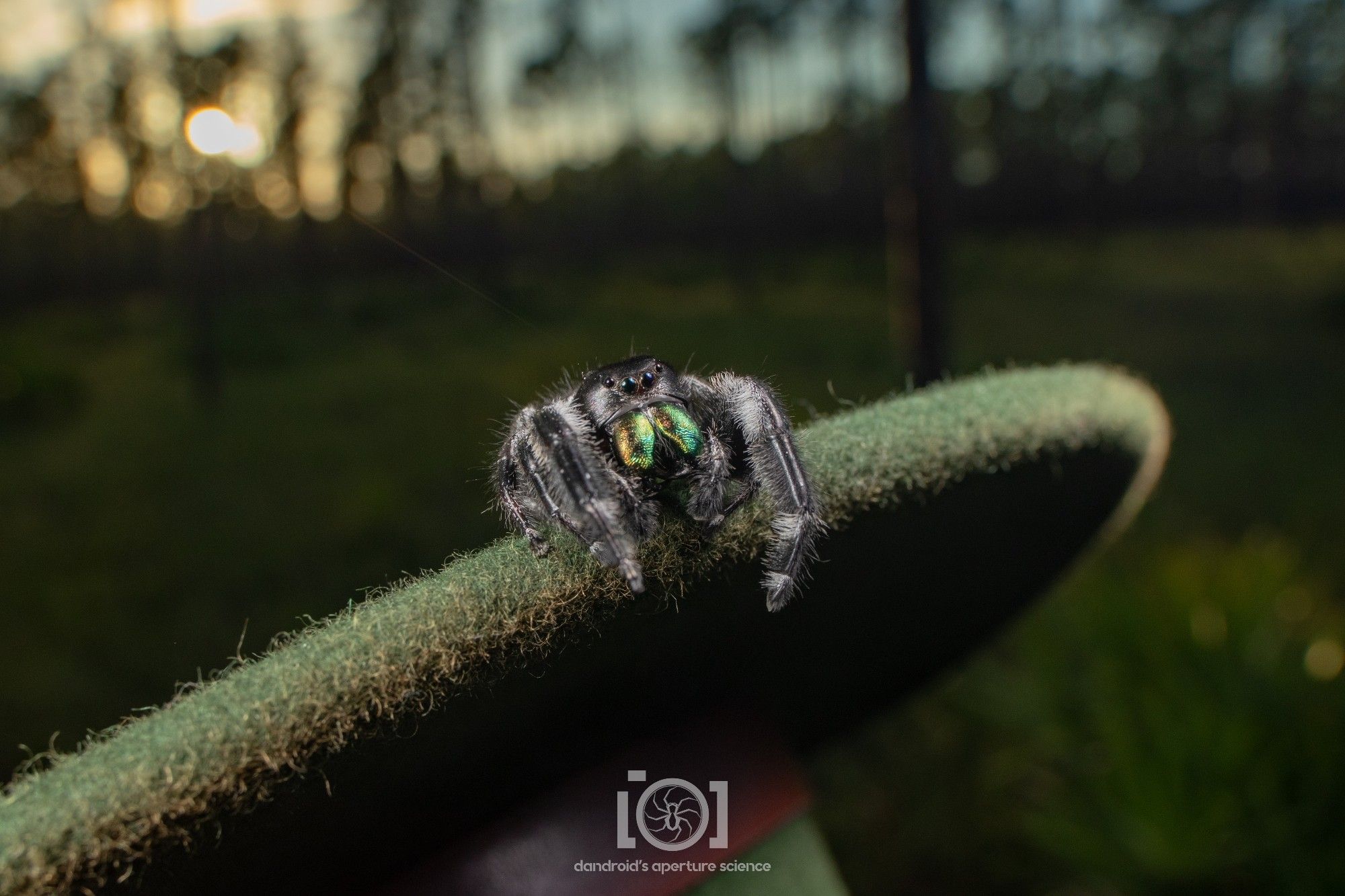 Giant fuzzy black jumping spider with bright green chelicerae, on the edge of a felt hat brim, about to jump towards you. Pine savannah and sunset as backdrop