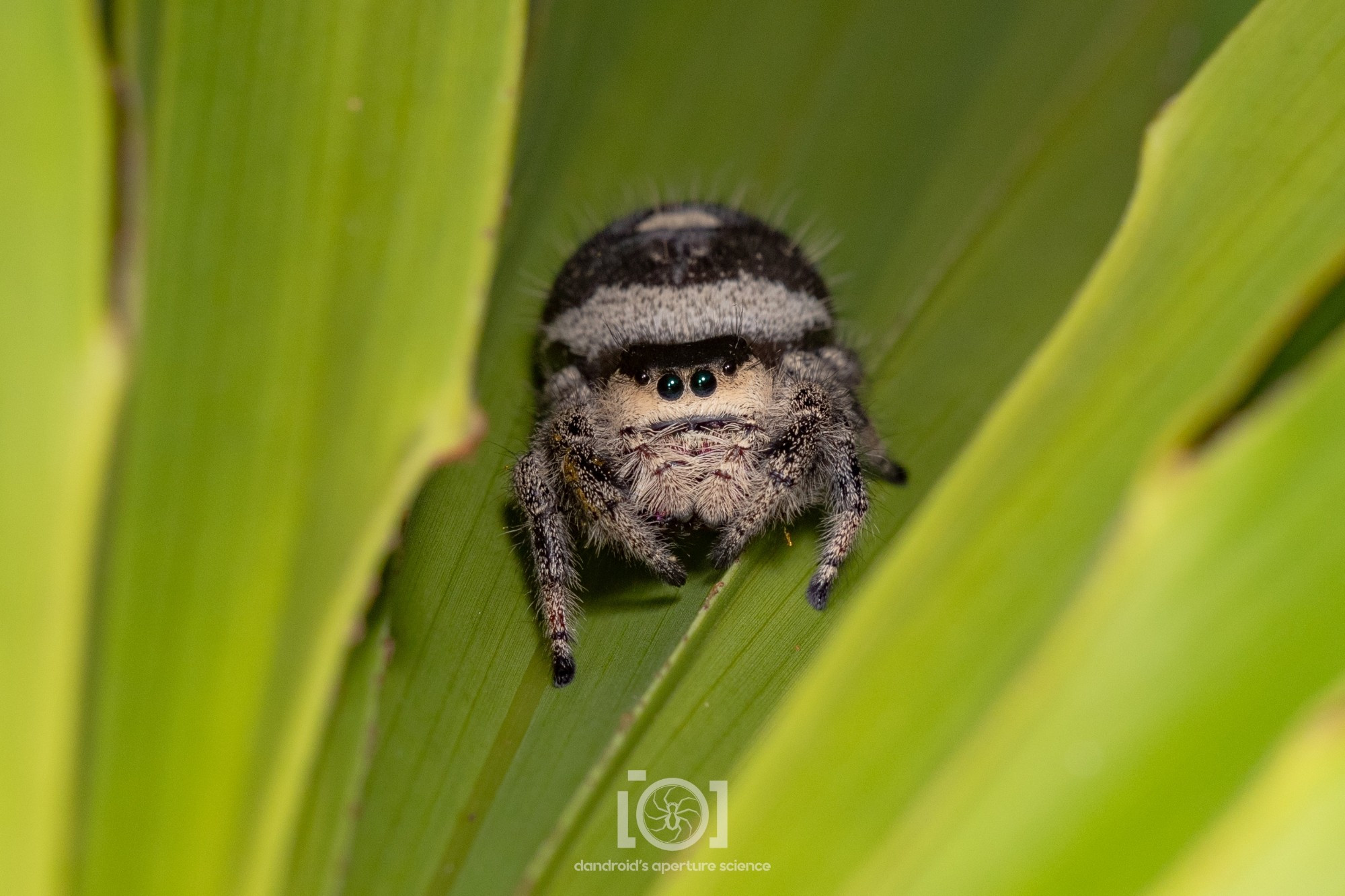 Dark bodied be pale faced fuzzy chonky Phidippus regius jumping spider female; so large her big black eyes look small as she peers at you