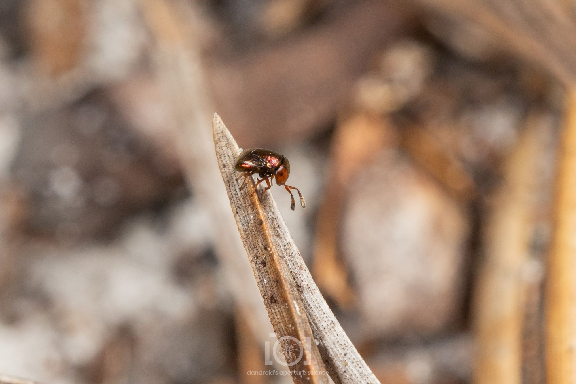 Tiny shiny coppery compact beetle-like wasp nugget, paused on the tip of a dry pine needle