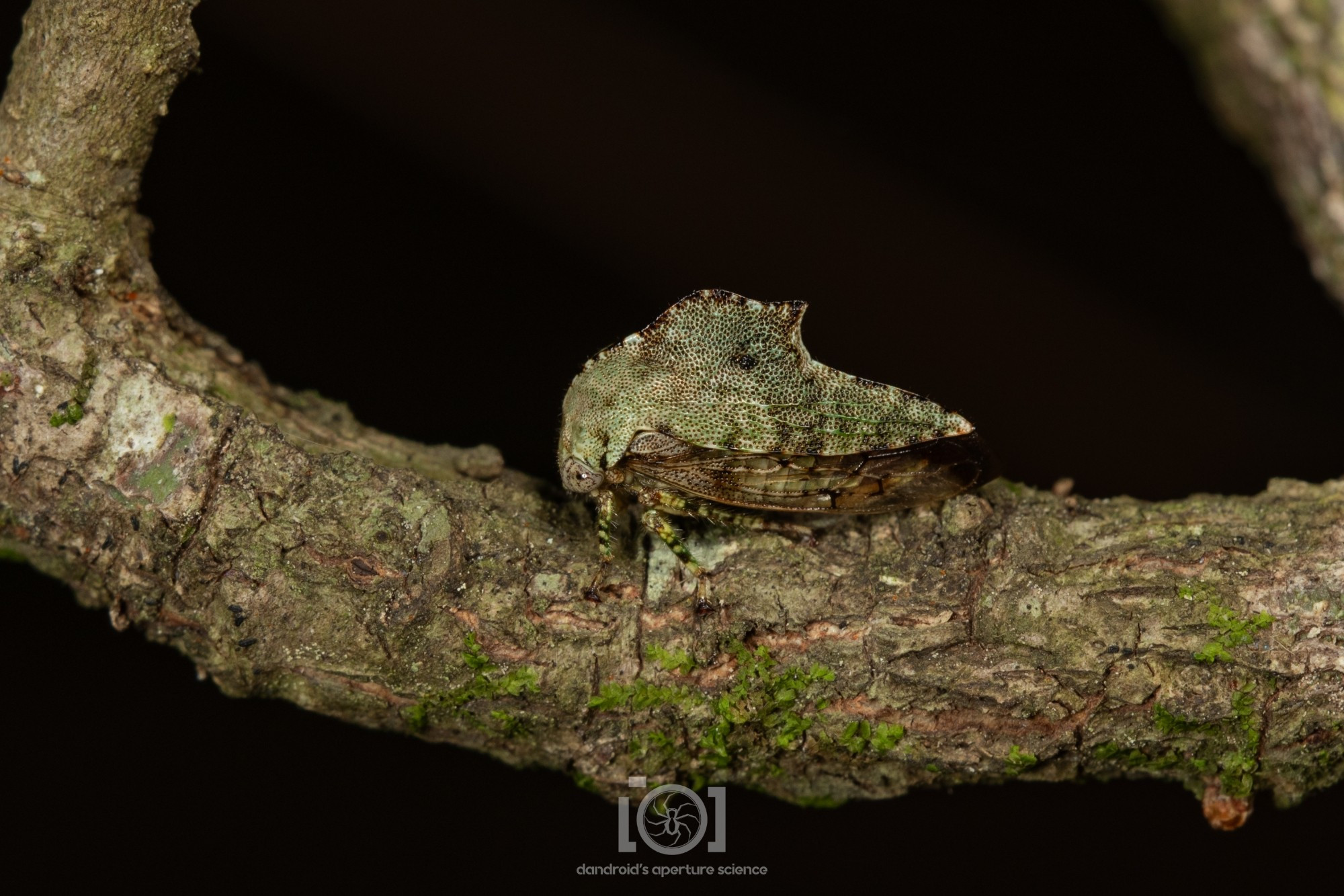 Small pale green treehopper on a similarly colored oak branch; it has a modest "fin" on its treehopper headgear, like an airplane tailfin