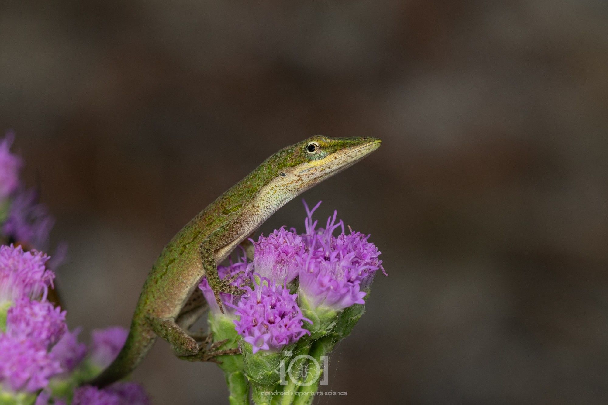 Slim green lizard, perched on a cluster of purple chaffhead flowers, giving you the side-eye, as they always do