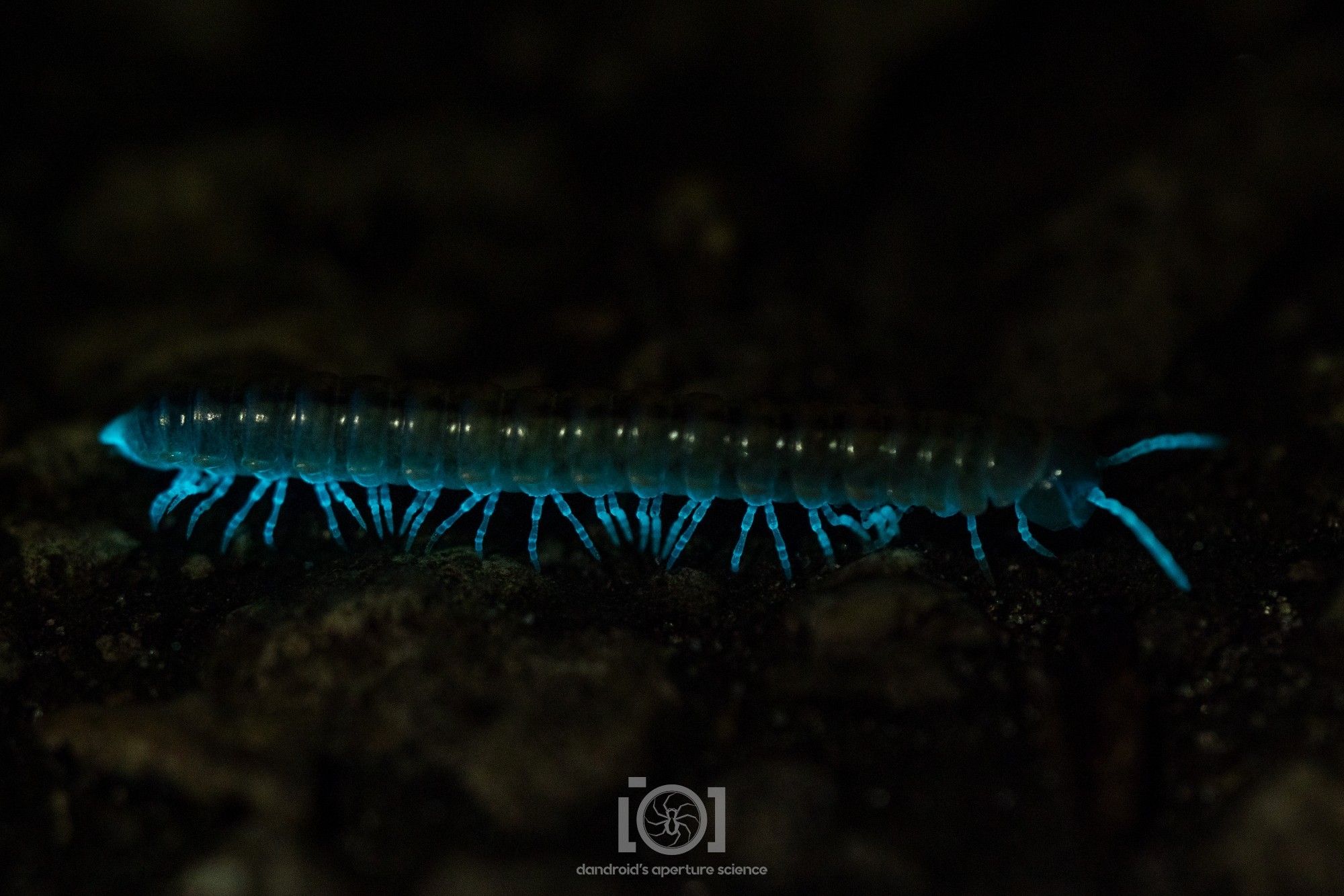 Millipede with softly glowing legs, straightened and on the move in the dark