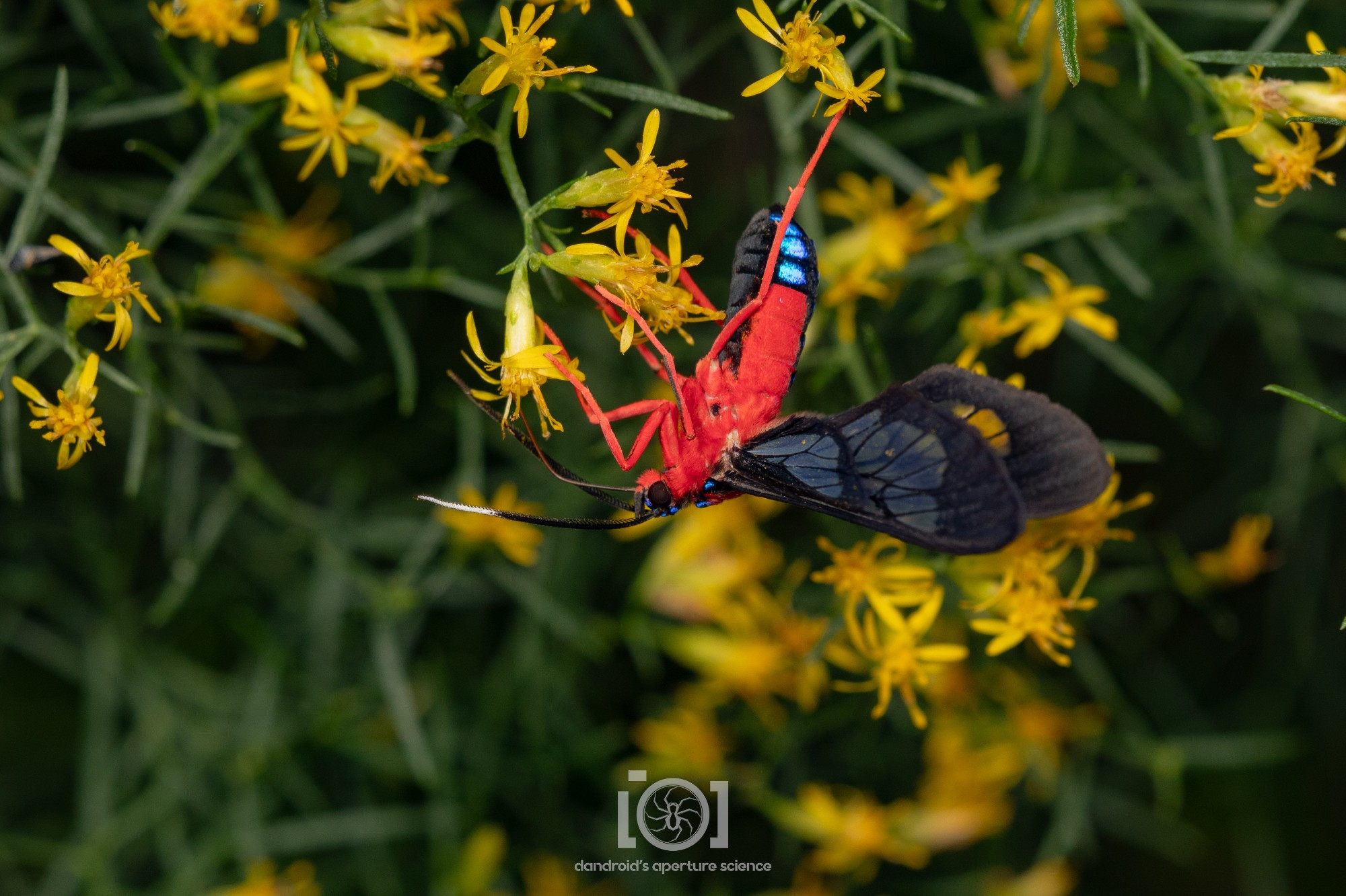 Side view of the creature, still snacking on yellow flowers. The red is so bright it looks fake