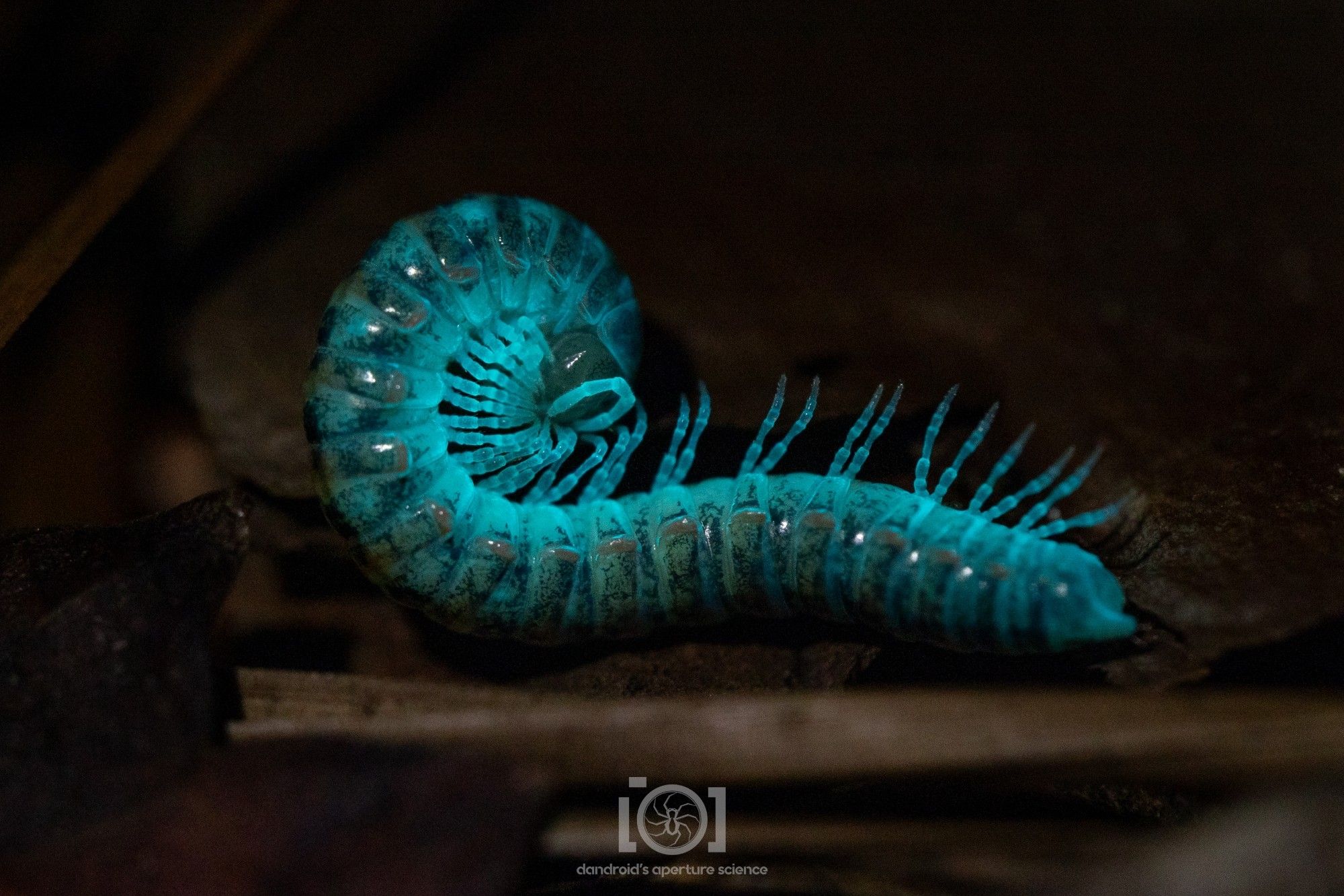 Millipede glowing greenish blue under UV, coiled up partially, head in the middle