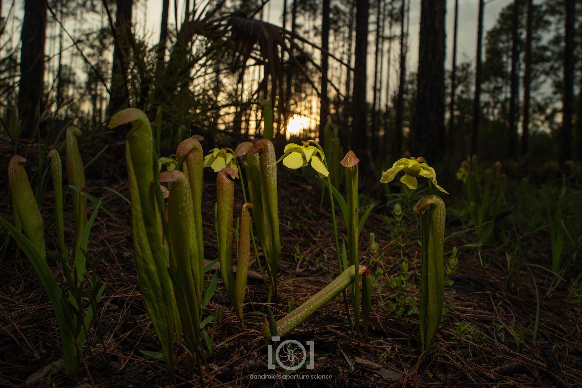 Small patch of pitcher plants, 3 of them with large yellow 4-petaled flowers; at sunset in pine savannah