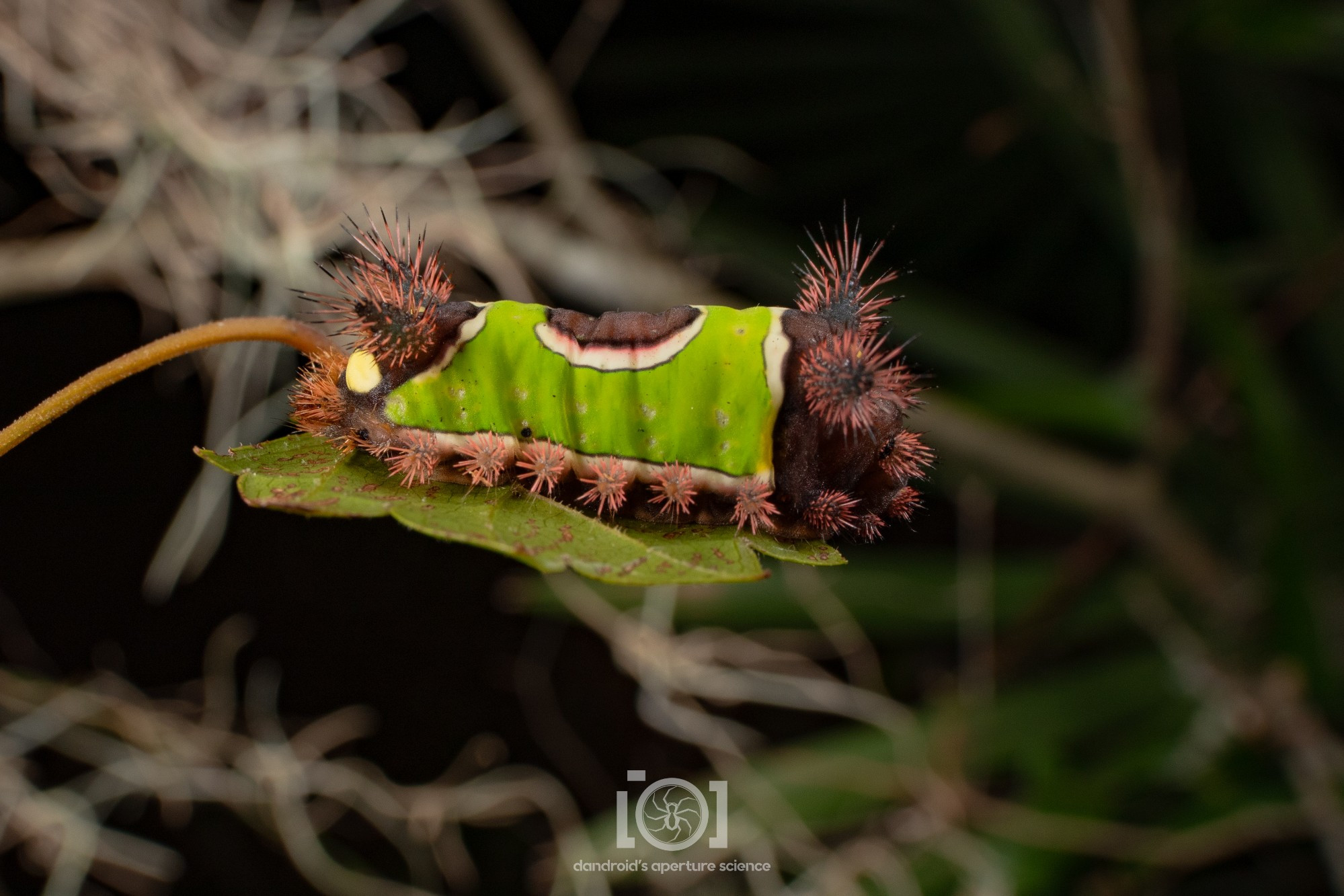 Side view of the handsome caterpillar on its grape leaf 